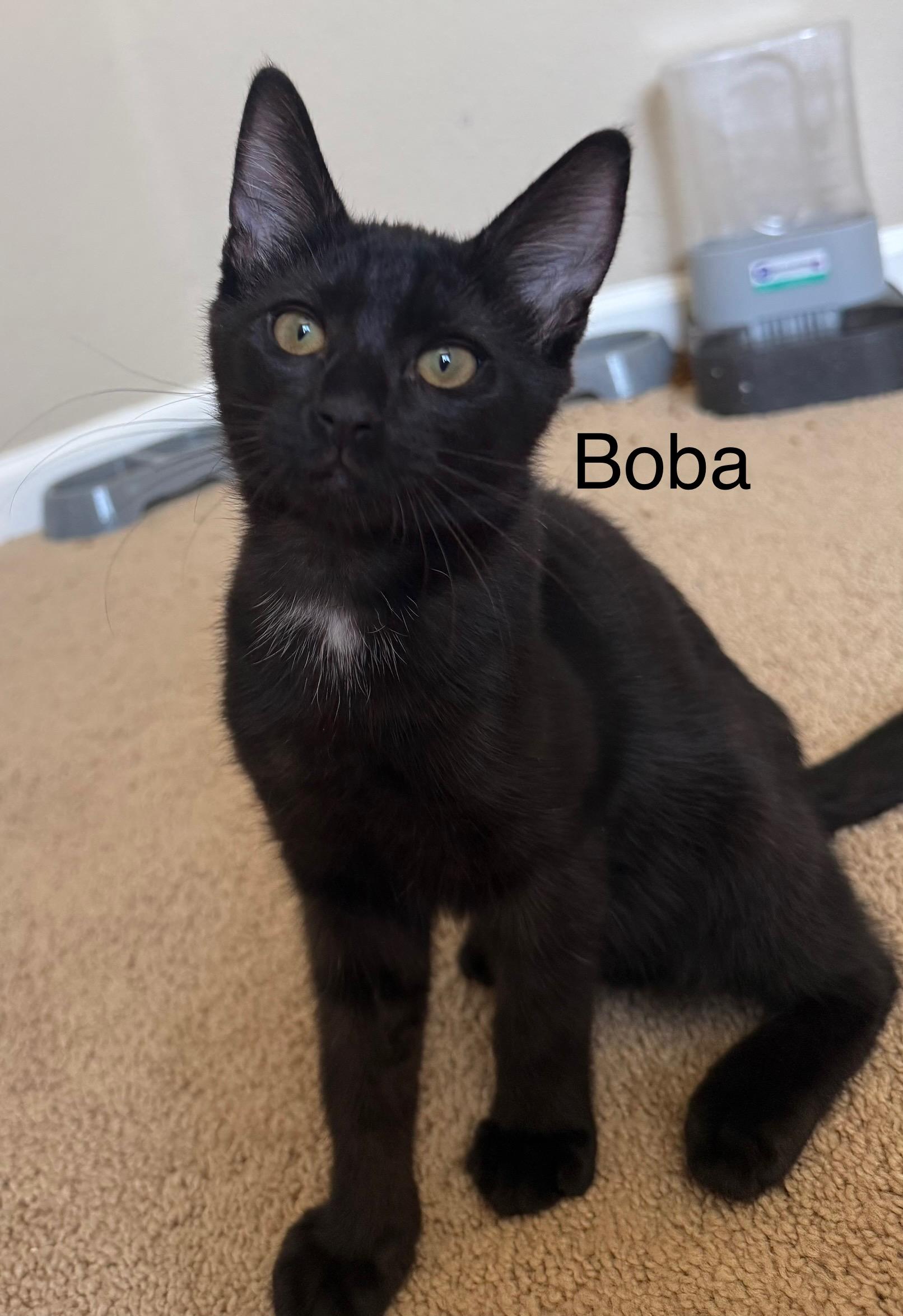 Boba