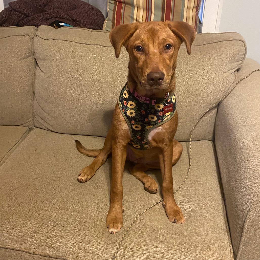 Enlarge Butterscotch, a Adoptable mixed breed in Summerfield, NC image 1/6