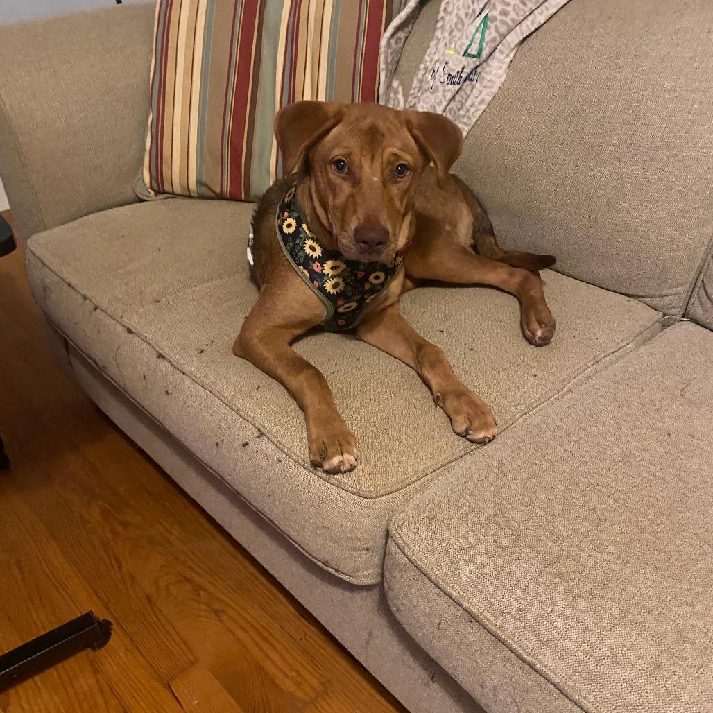 Enlarge Butterscotch, a Adoptable mixed breed in Summerfield, NC image 2/6