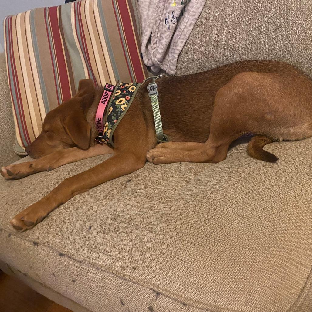 Enlarge Butterscotch, a Adoptable mixed breed in Summerfield, NC image 3/6