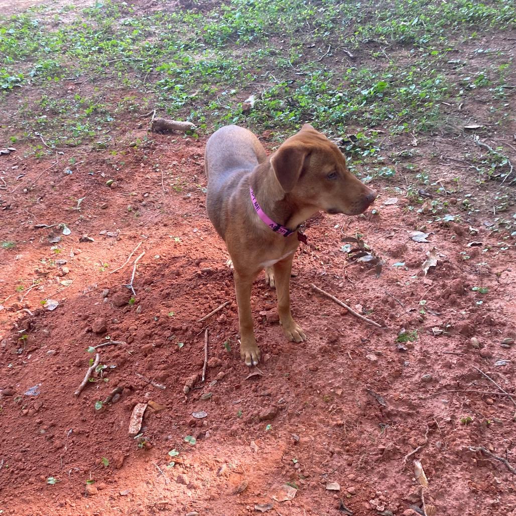 Enlarge Butterscotch, a Adoptable mixed breed in Summerfield, NC image 4/6