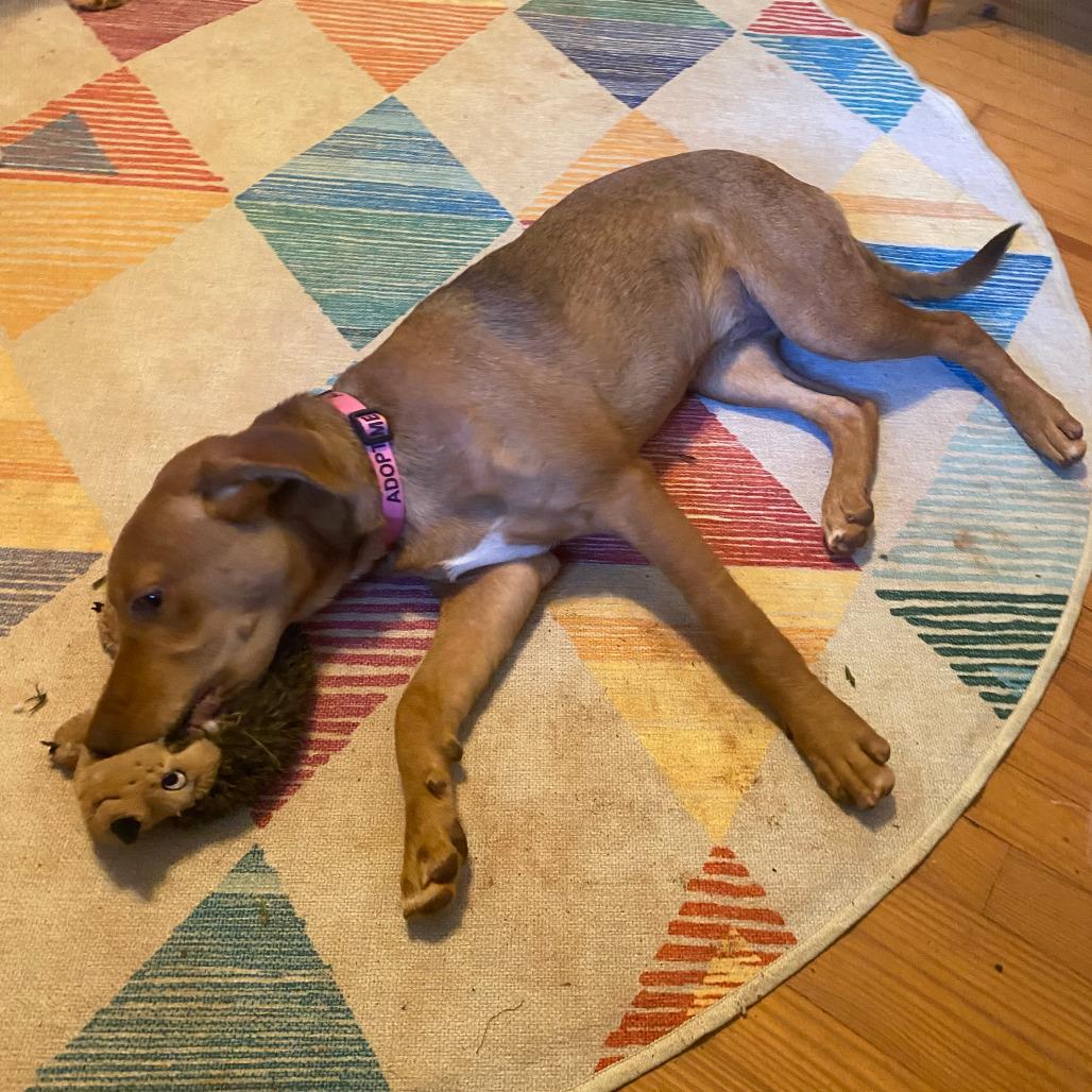 Enlarge Butterscotch, a Adoptable mixed breed in Summerfield, NC image 5/6