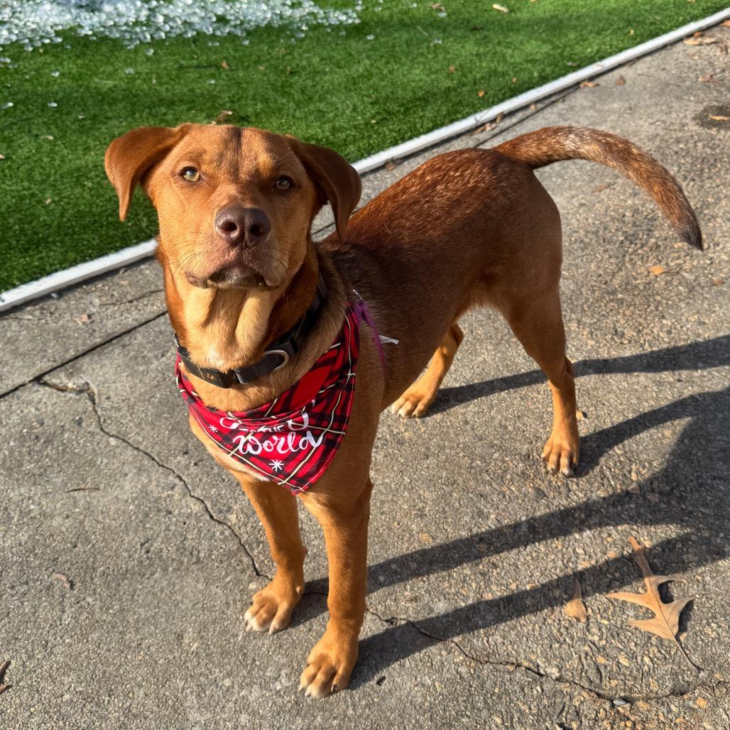 Enlarge Butterscotch, a Adoptable mixed breed in Summerfield, NC image 6/6