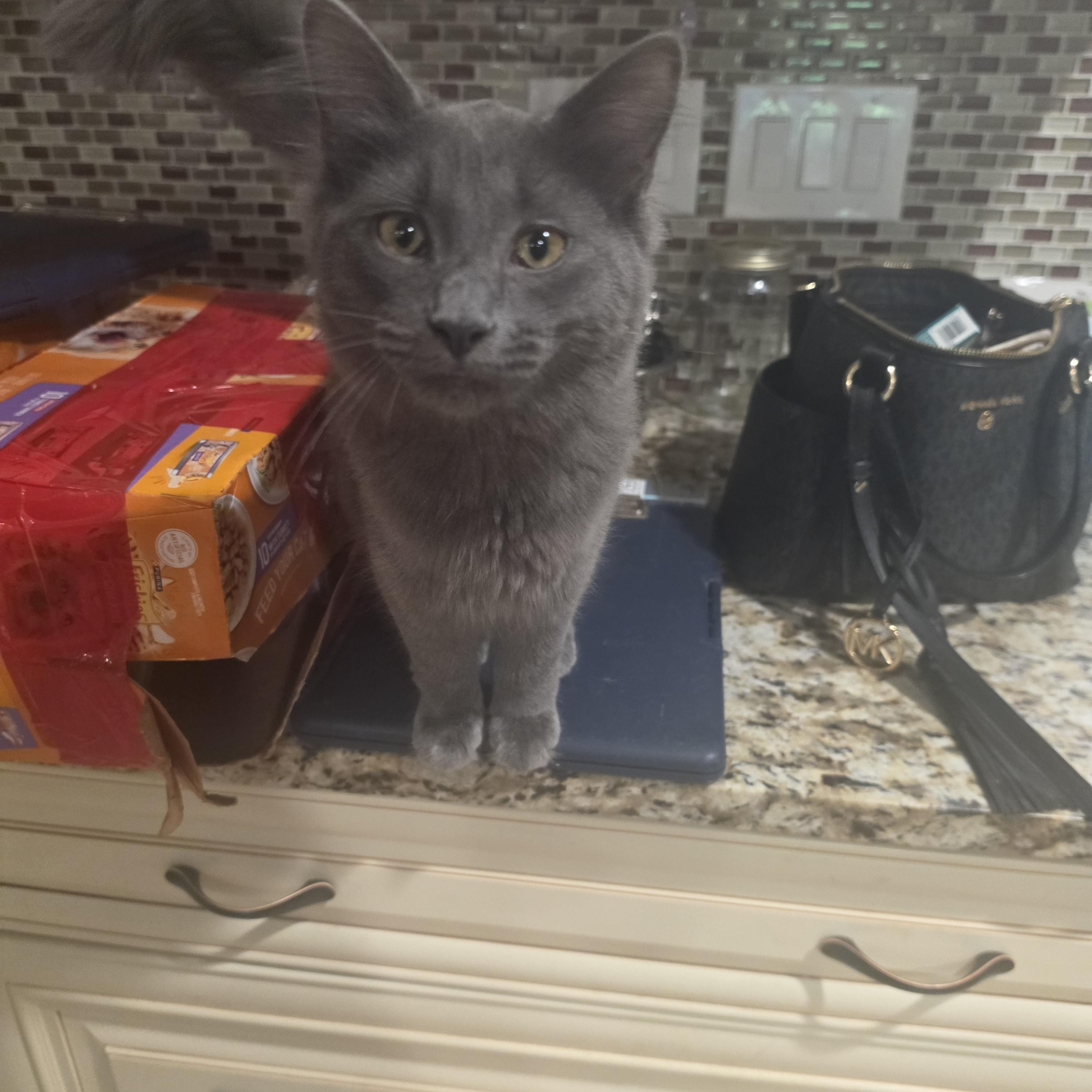 Enlarge Boop Boop, a ADOPTABLE Domestic Long Hair in Lawrenceville, GA image 4/4