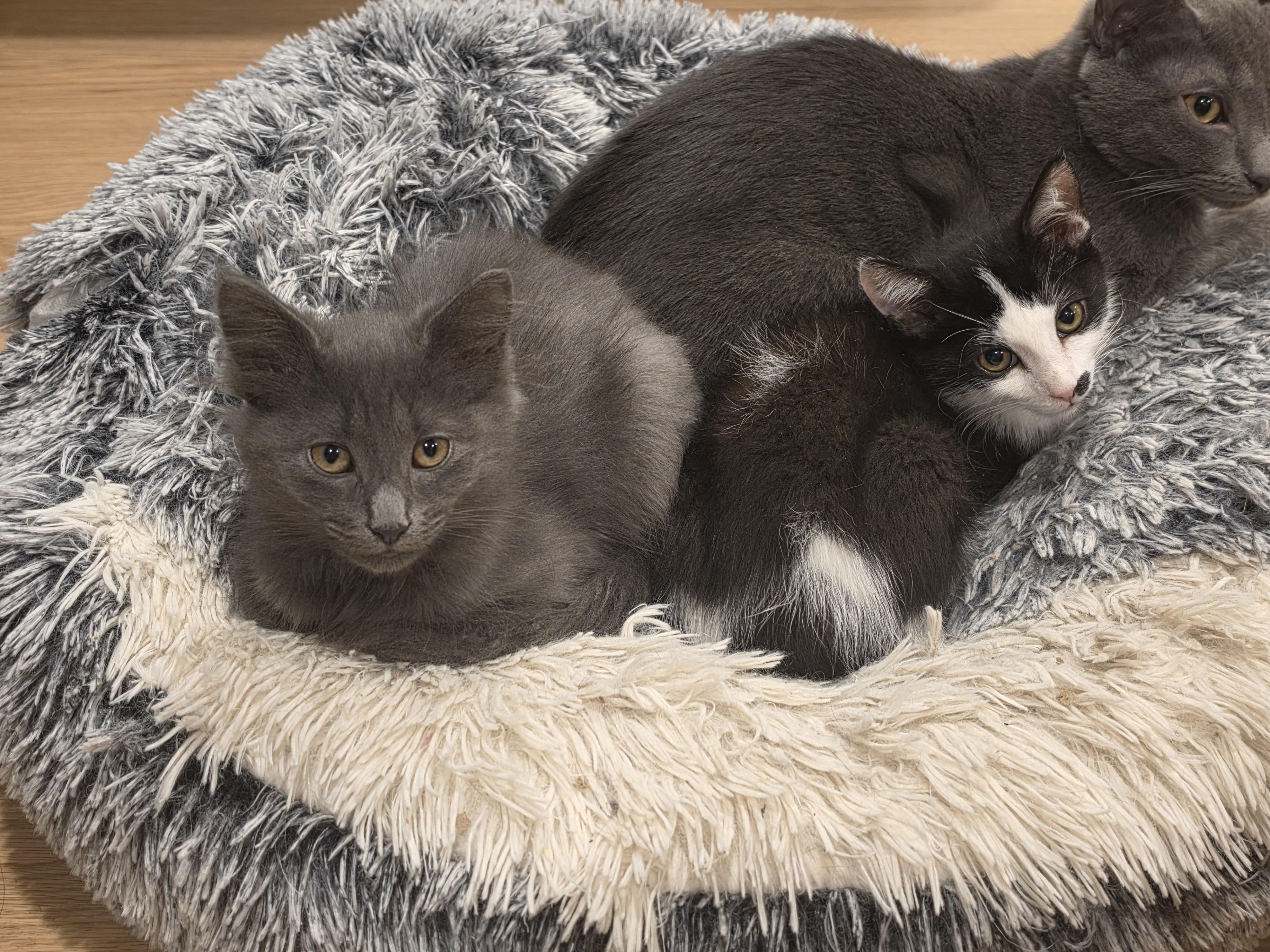 Enlarge Boop Boop, a ADOPTABLE Domestic Long Hair in Lawrenceville, GA image 2/4