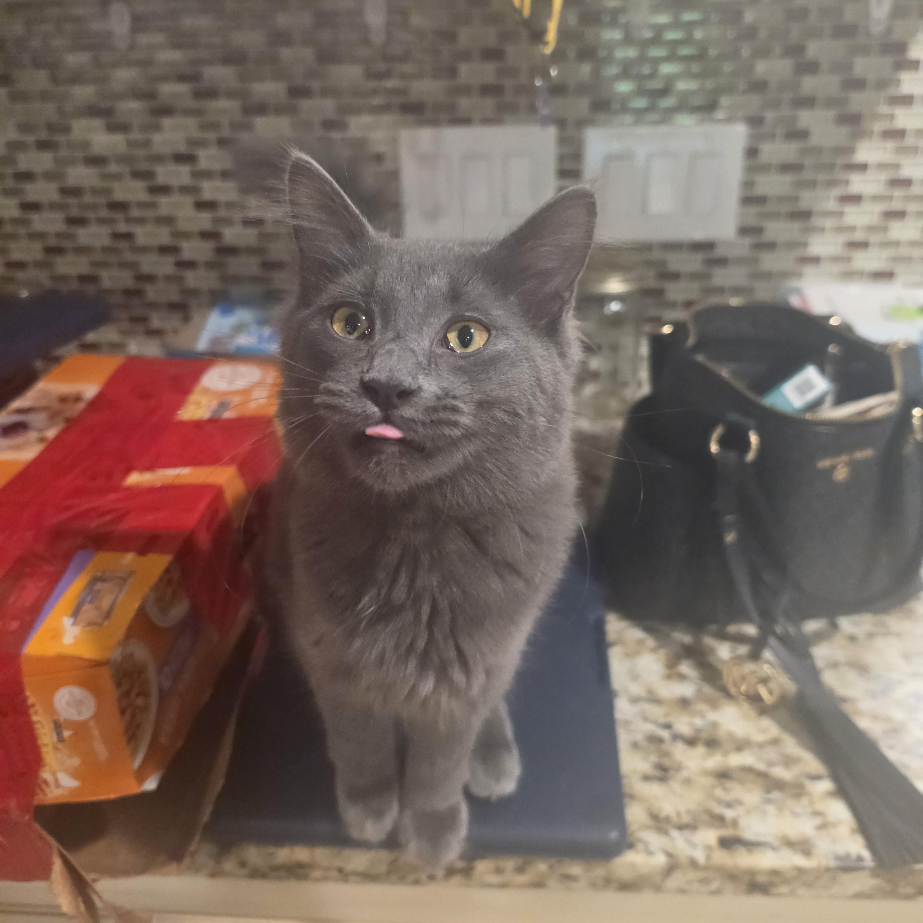 Boop Boop, ADOPTABLE, Kitten Male Domestic Long Hair.
