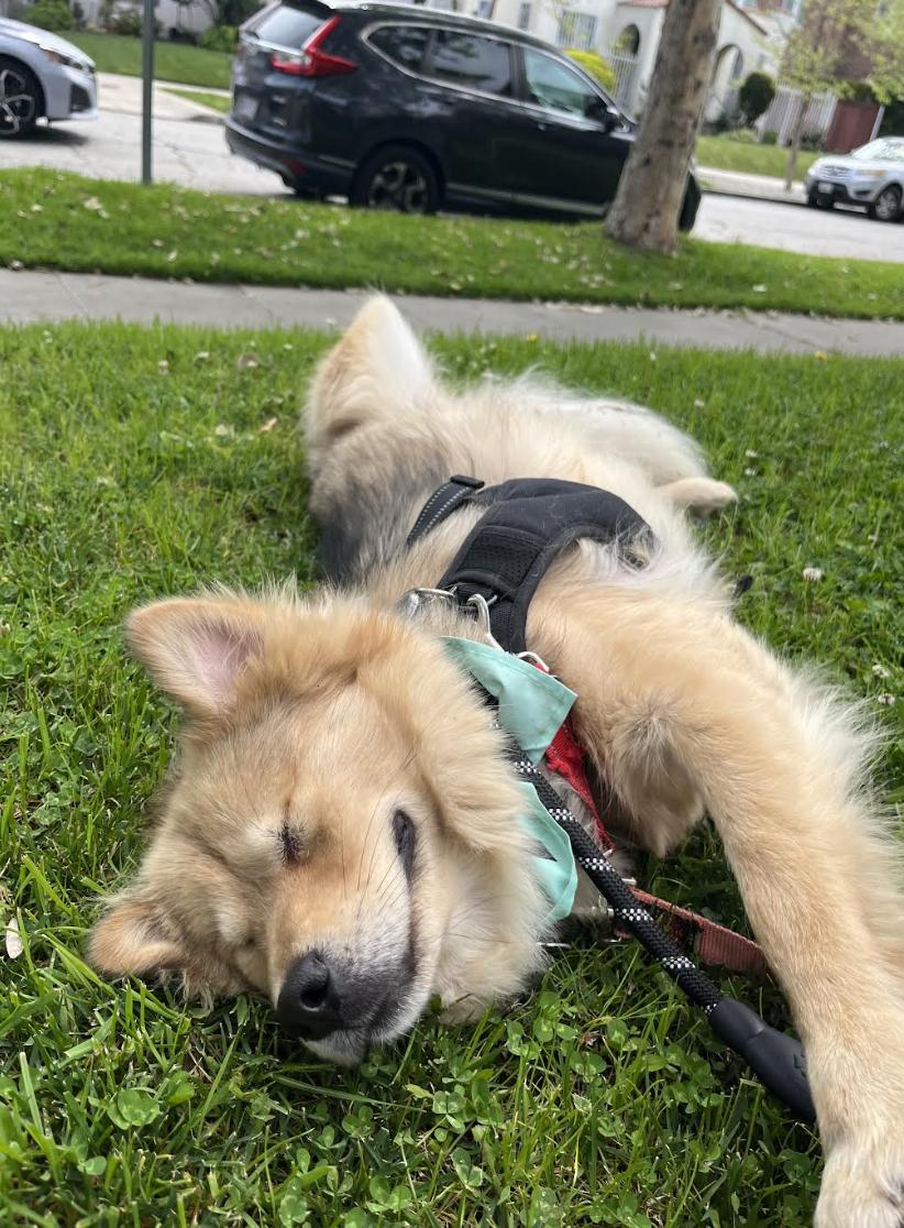Enlarge ZIGGY, a Adopted Jindo in los angeles, CA image 6/6