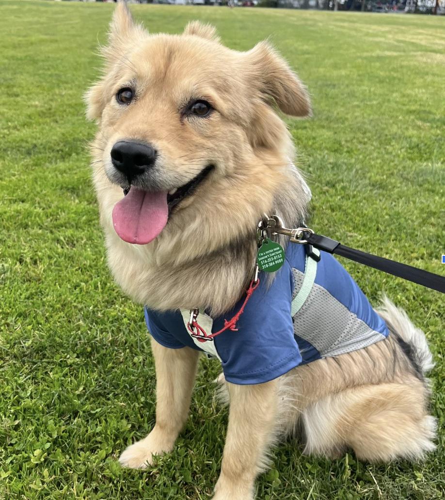 Enlarge ZIGGY, a Adopted Jindo in los angeles, CA image 5/6