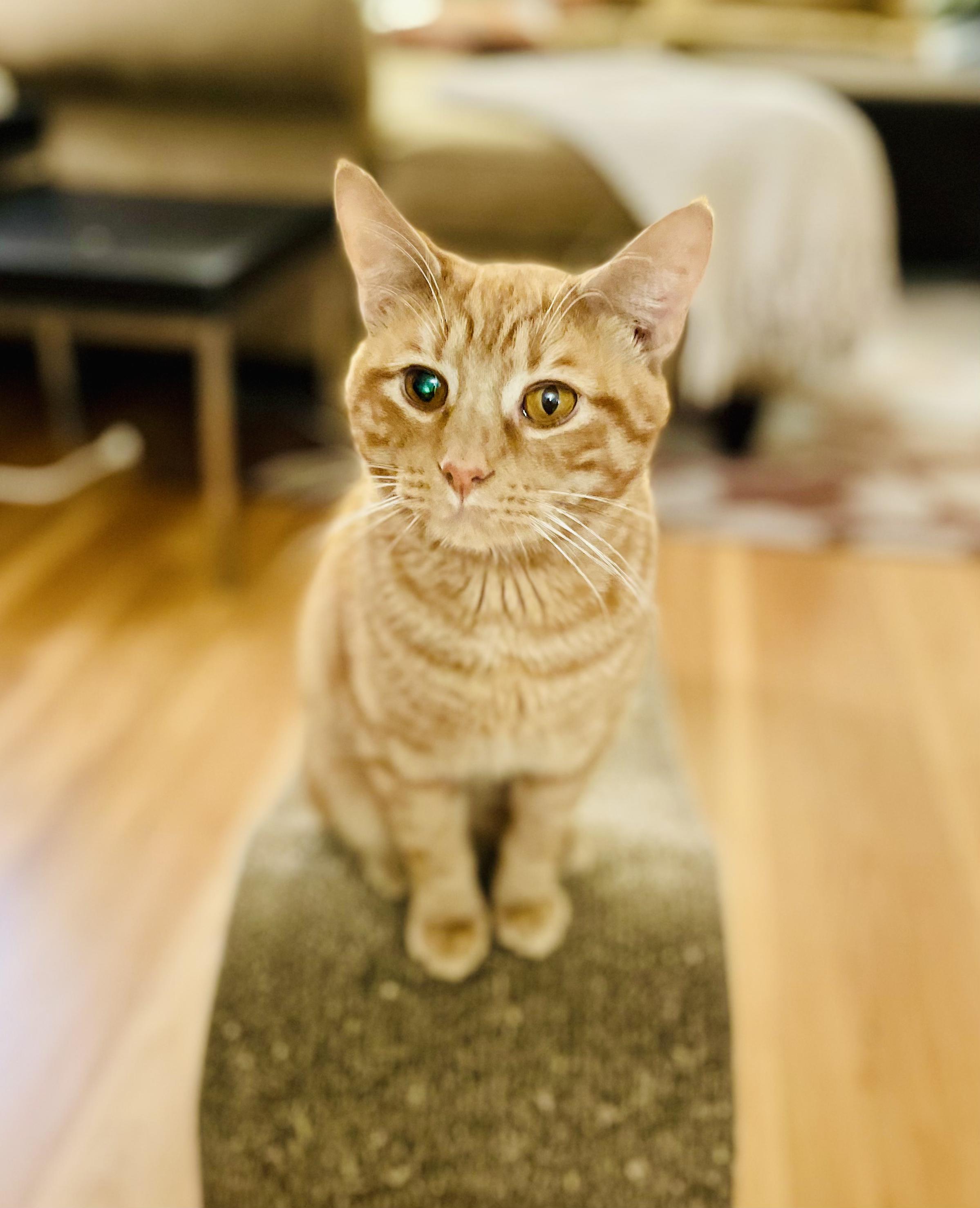 Enlarge Humberto, a Adopted Domestic Short Hair in Silver Spring, MD image 3/4