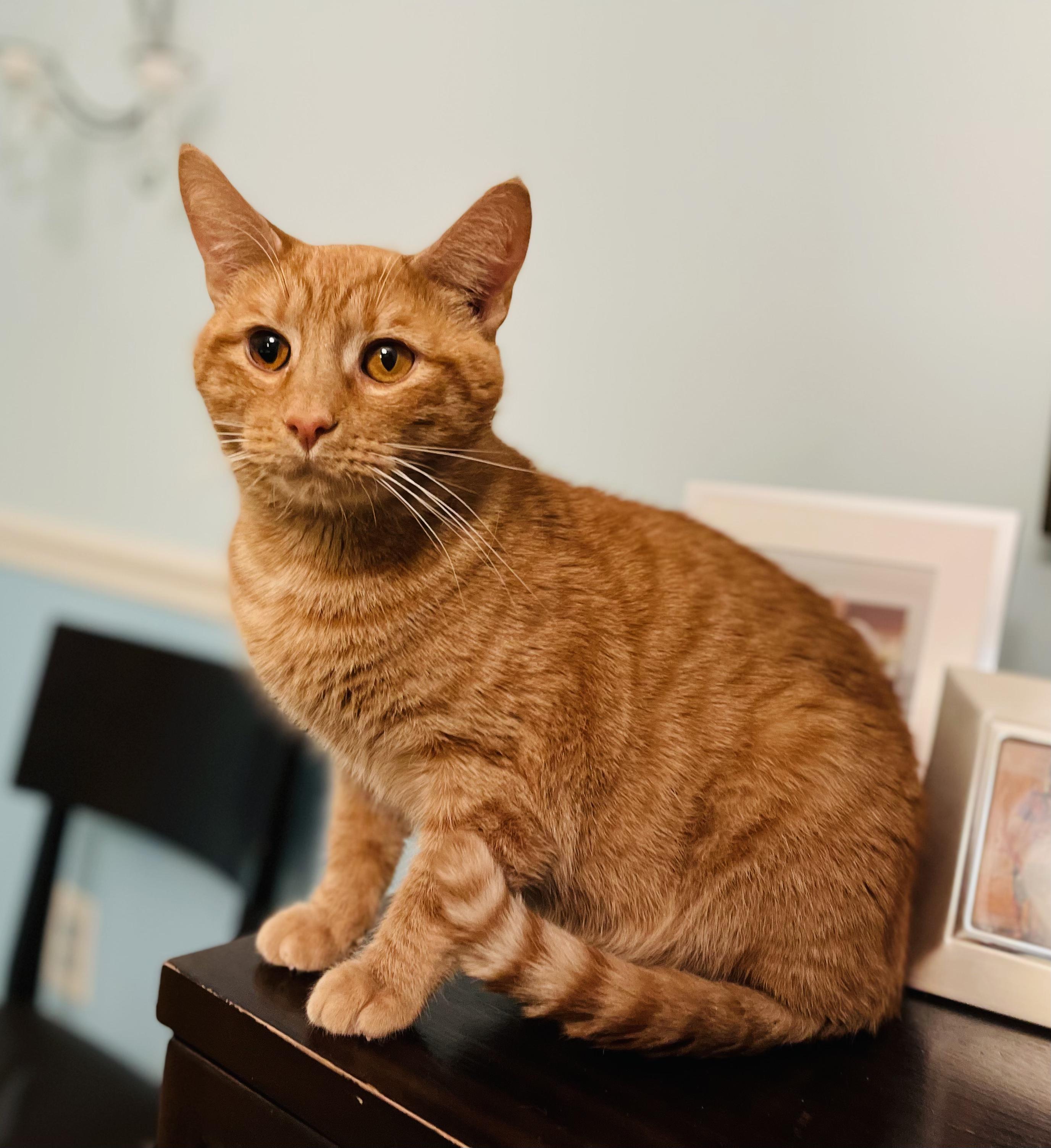 Enlarge Humberto, a Adopted Domestic Short Hair in Silver Spring, MD image 4/4