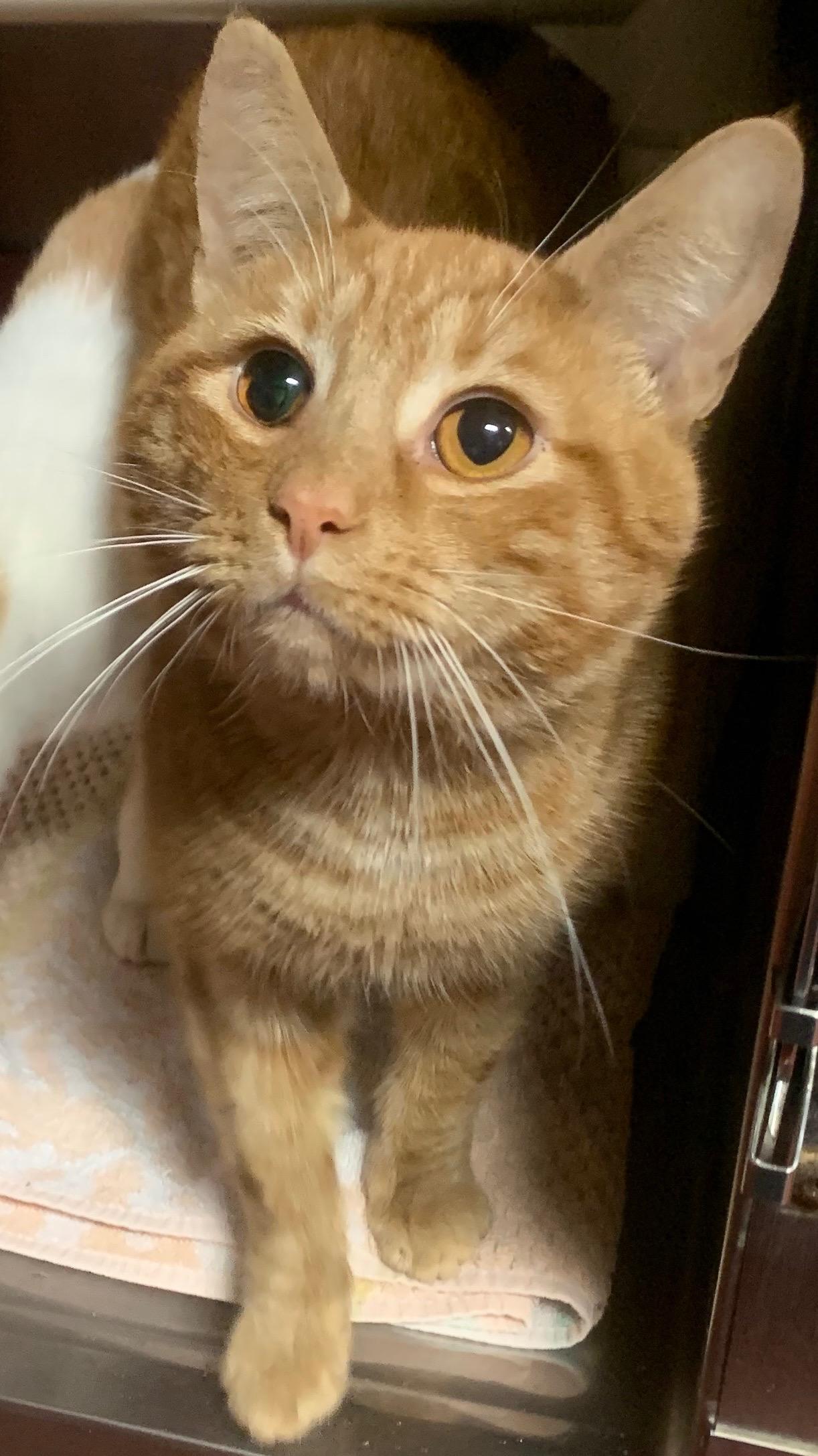 Enlarge Humberto, a Adopted Domestic Short Hair in Silver Spring, MD image 1/4