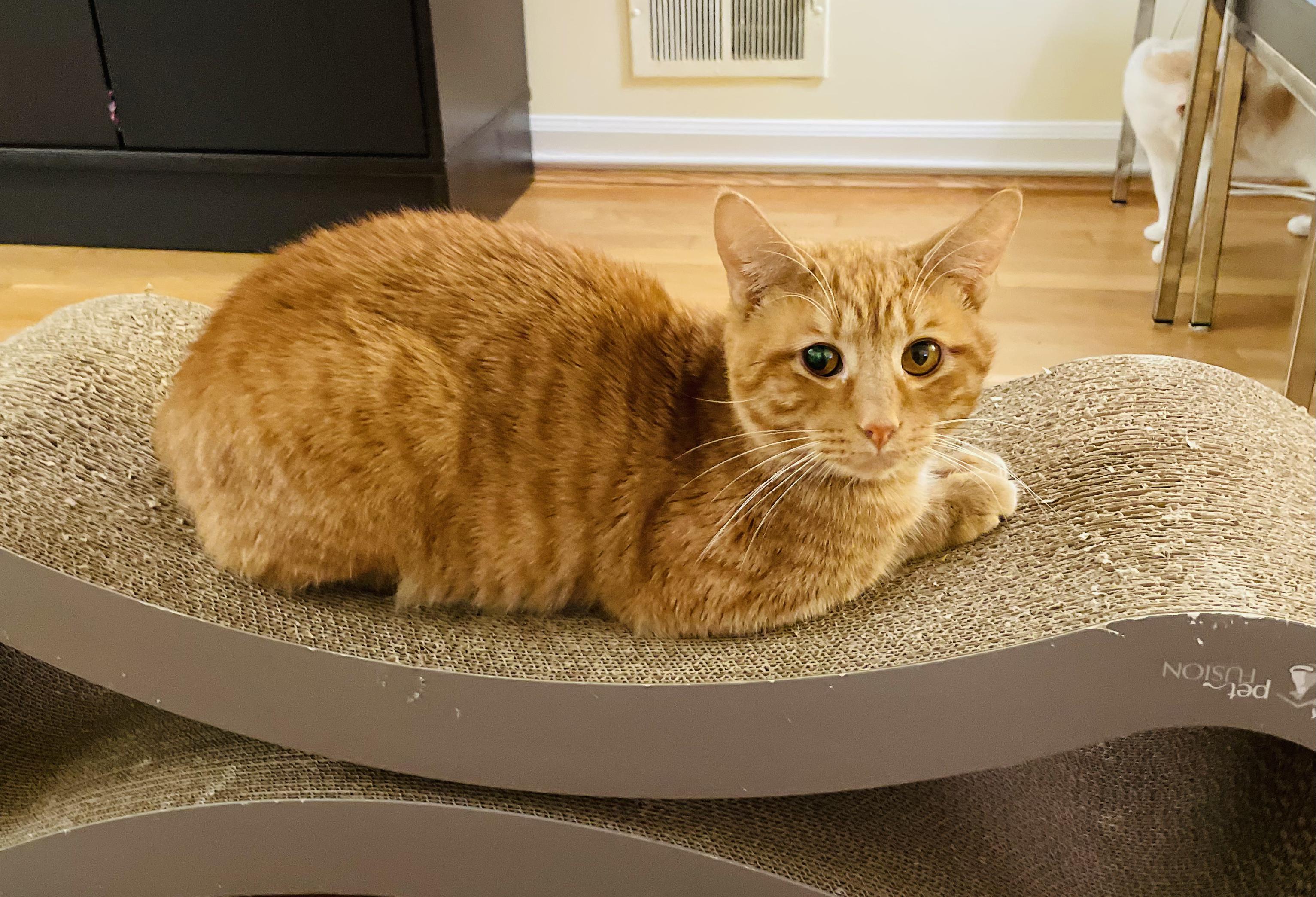 Enlarge Humberto, a Adopted Domestic Short Hair in Silver Spring, MD image 2/4