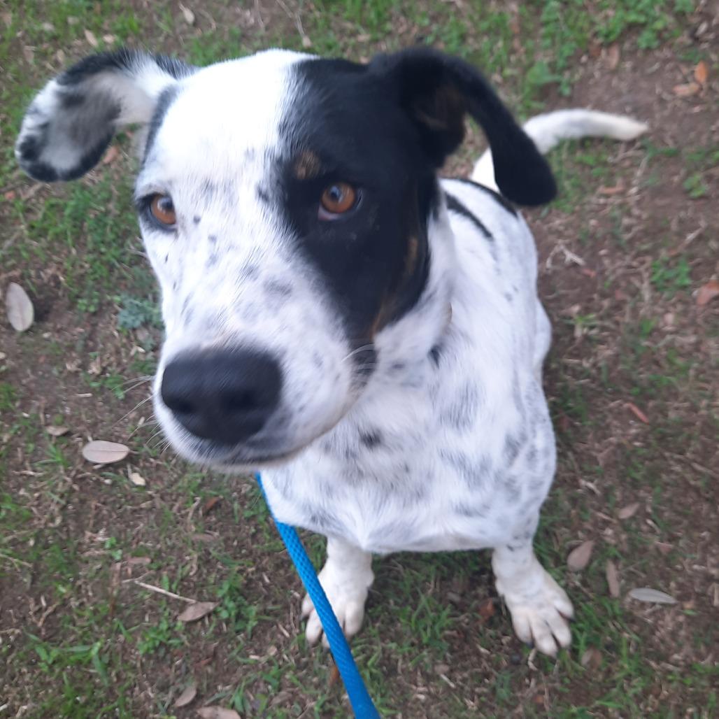 Enlarge Dewey, a Adoptable mixed breed in Corpus Christi, TX image 1/1