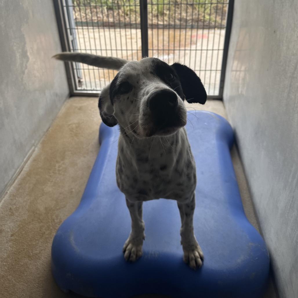 Dewey, a Adoptable mixed breed in Corpus Christi, TX image 2/6