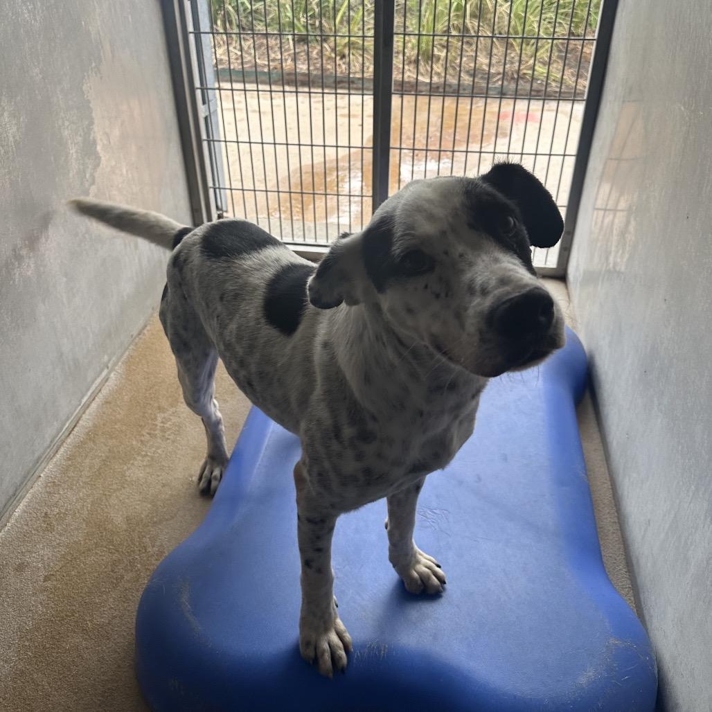 Dewey, a Adoptable mixed breed in Corpus Christi, TX image 4/6