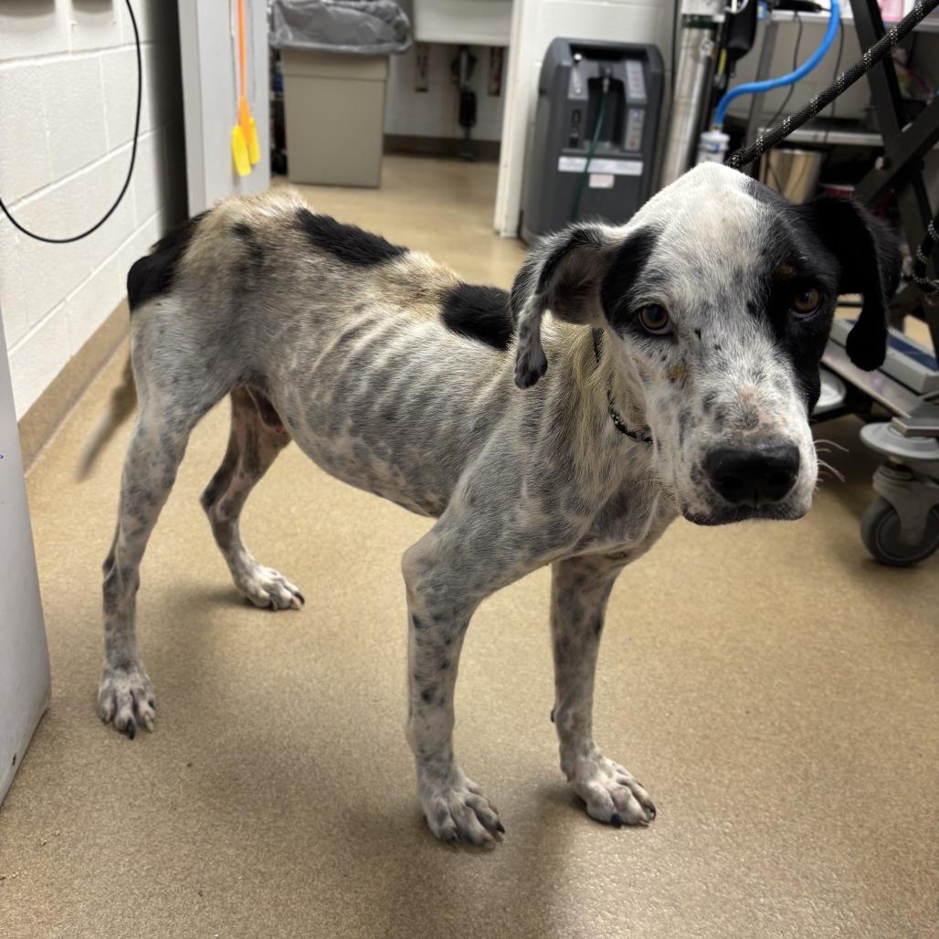 Dewey, a Adoptable mixed breed in Corpus Christi, TX image 5/6