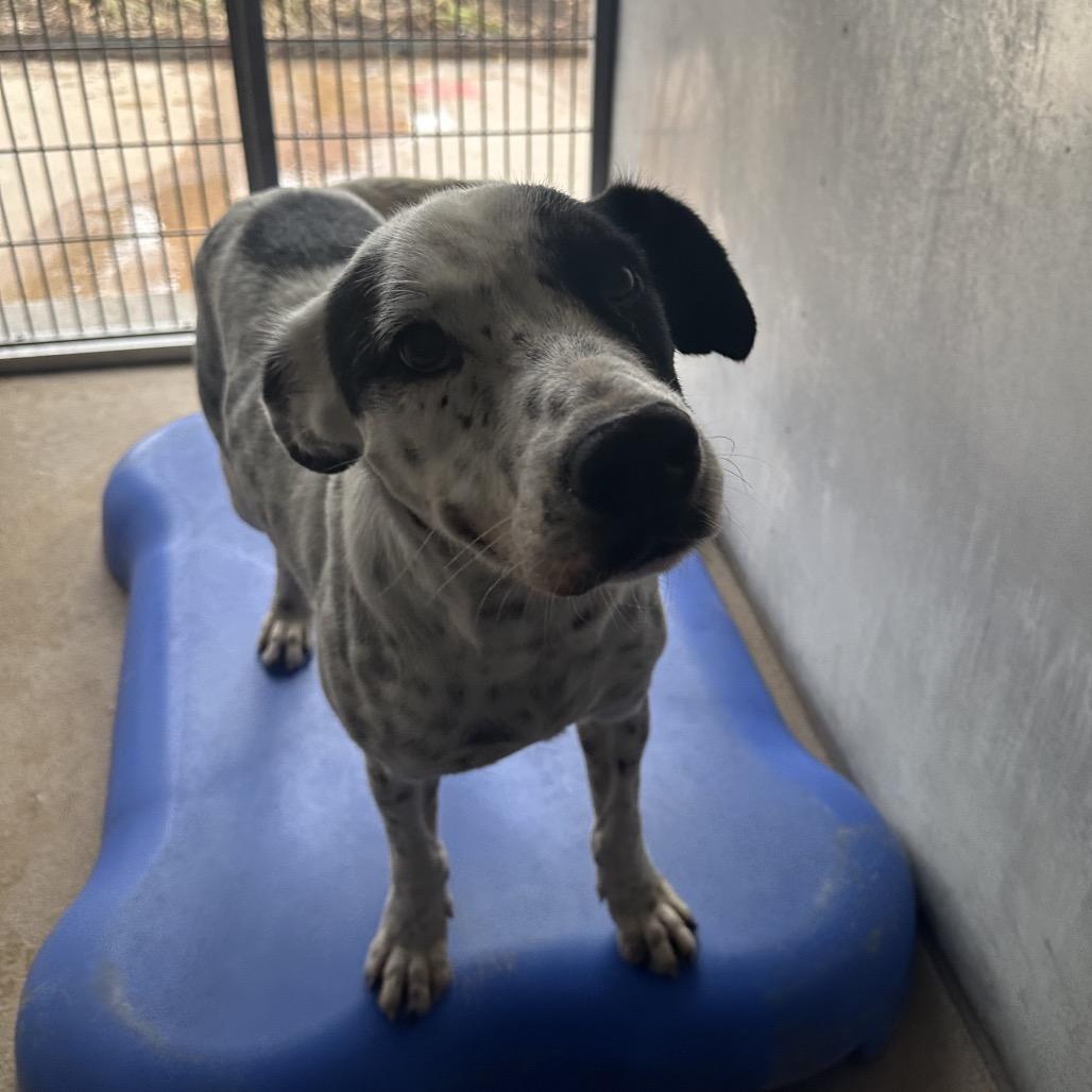 Dewey, a Adoptable mixed breed in Corpus Christi, TX image 6/6