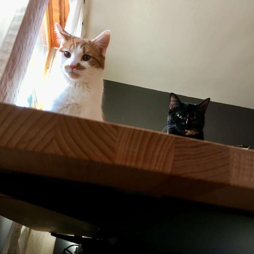 Ella, a Adoptable Domestic Short Hair in Germantown, MD image 1/3