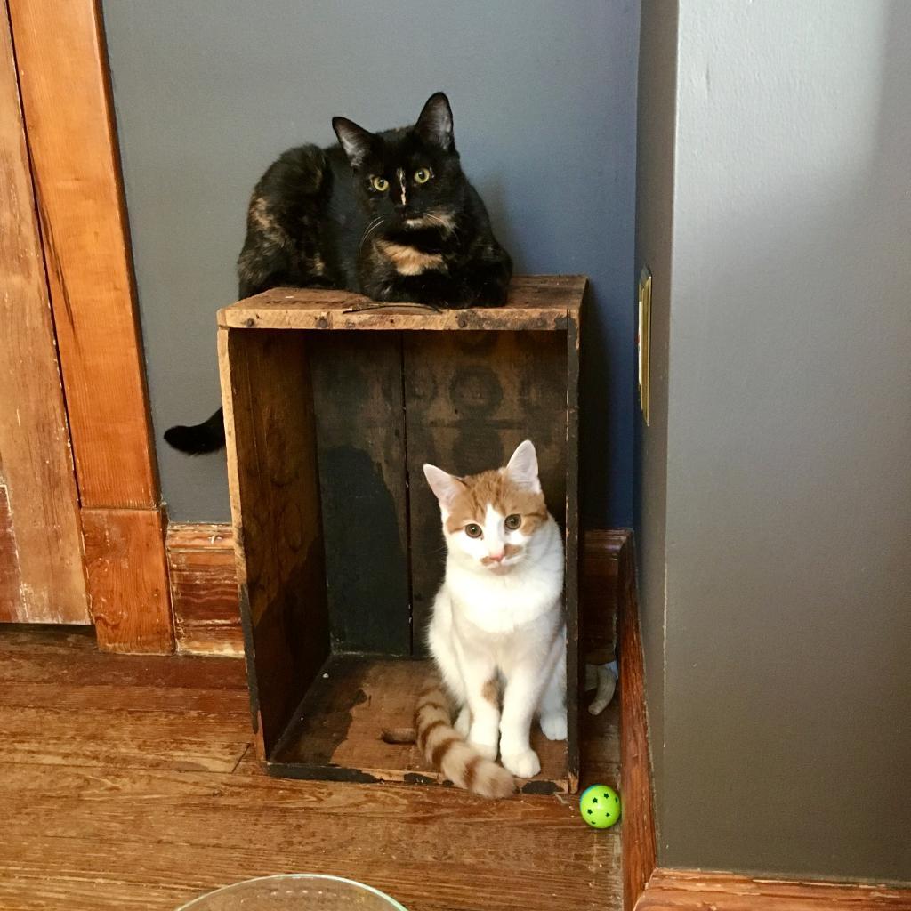 Ella, a Adoptable Domestic Short Hair in Germantown, MD image 2/3