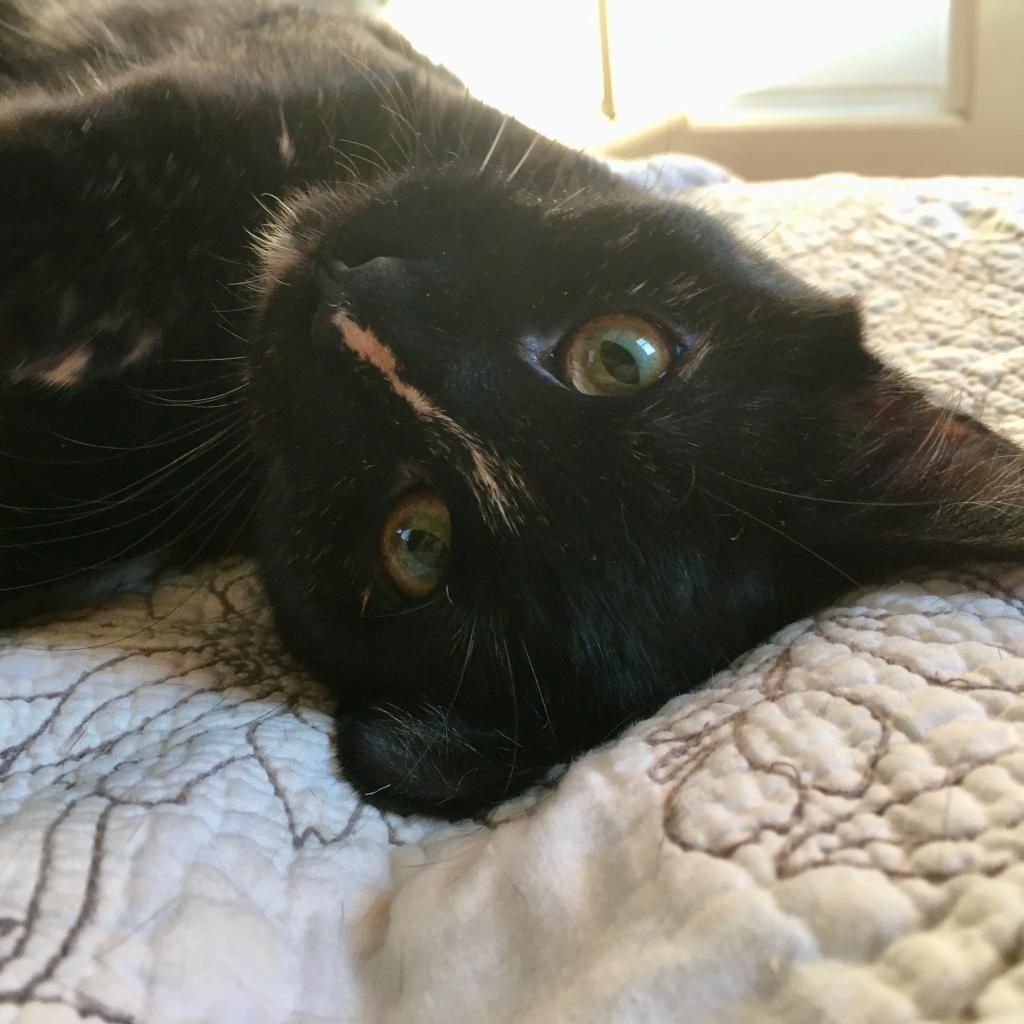 Ella, a Adoptable Domestic Short Hair in Germantown, MD image 3/3
