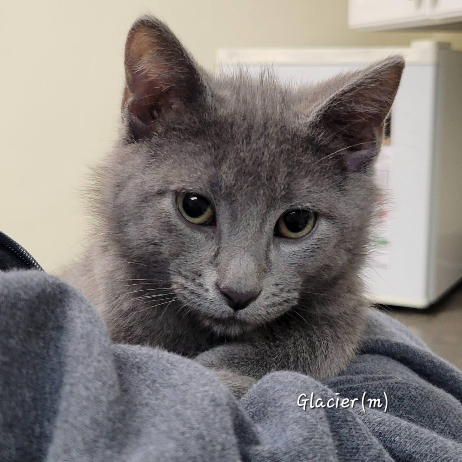 Glacier, adopted, Kitten Male Russian Blue.