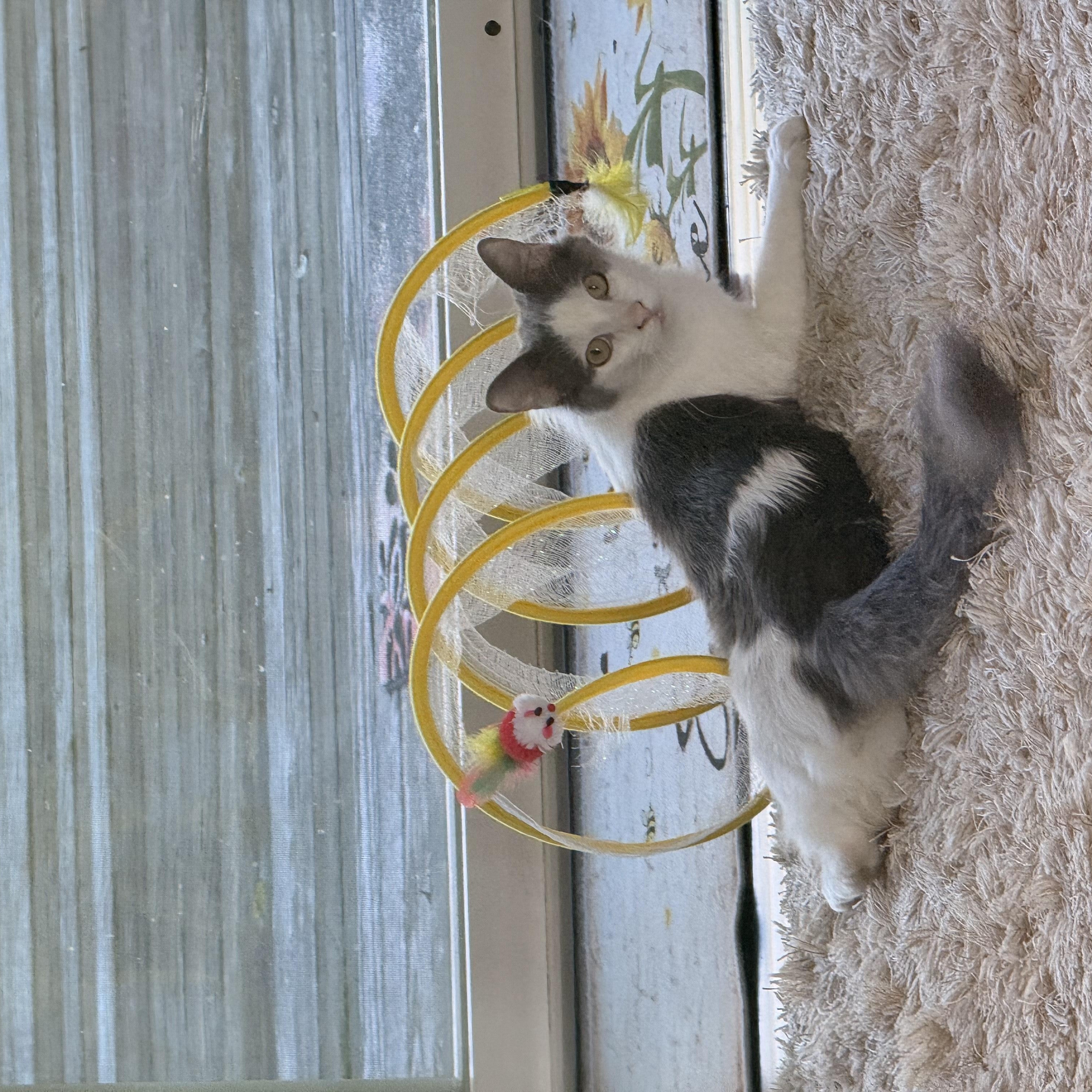 Enlarge Morty, a Adoptable mixed breed in Arcadia, CA image 3/5