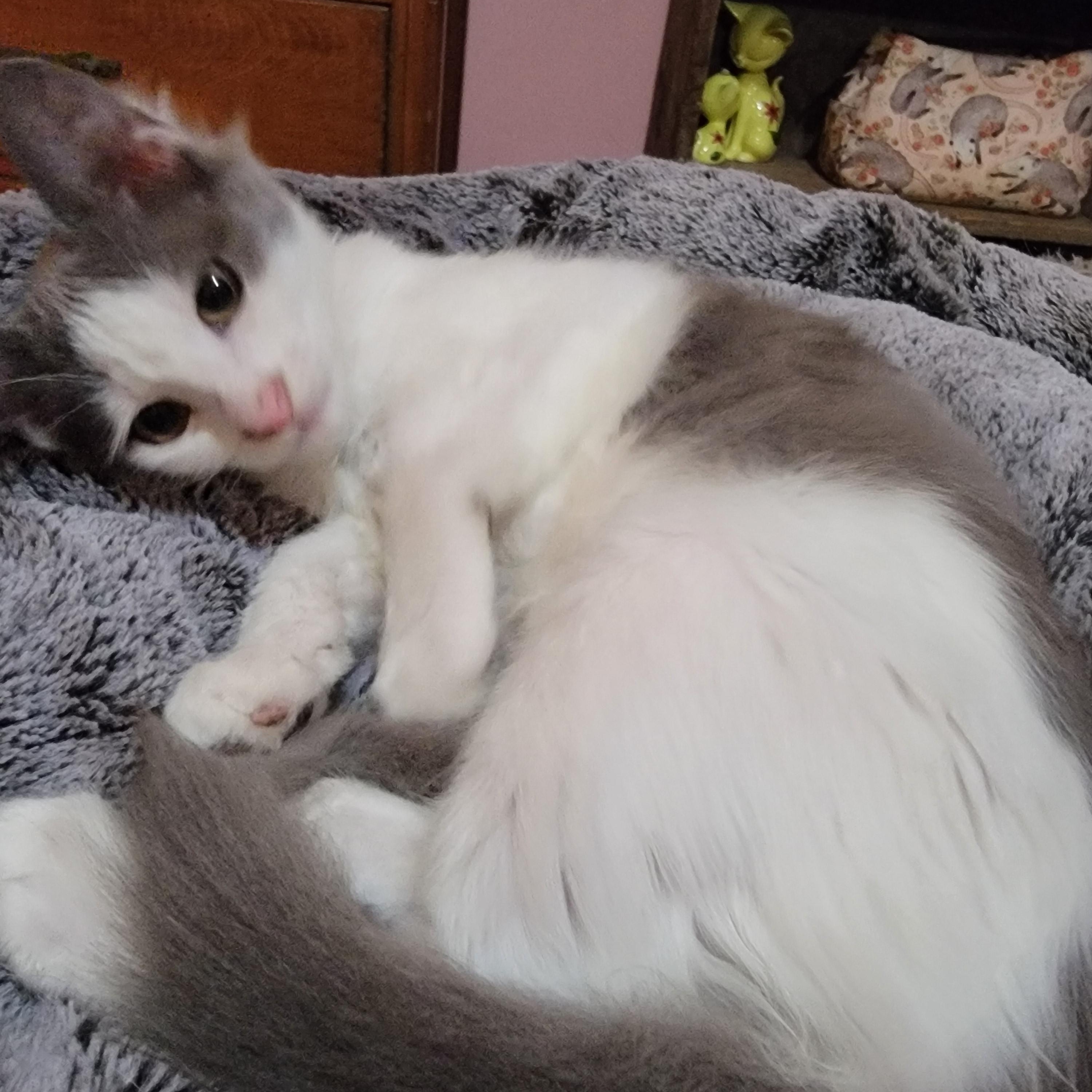 Enlarge Morty, a Adoptable mixed breed in Arcadia, CA image 1/2