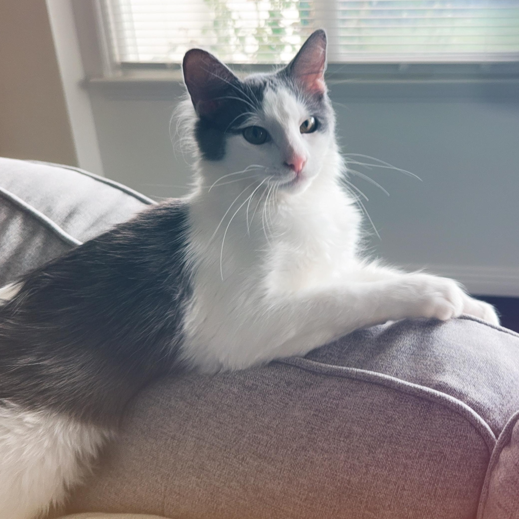 Morty, Adoptable, Kitten Male Domestic Medium Hair.