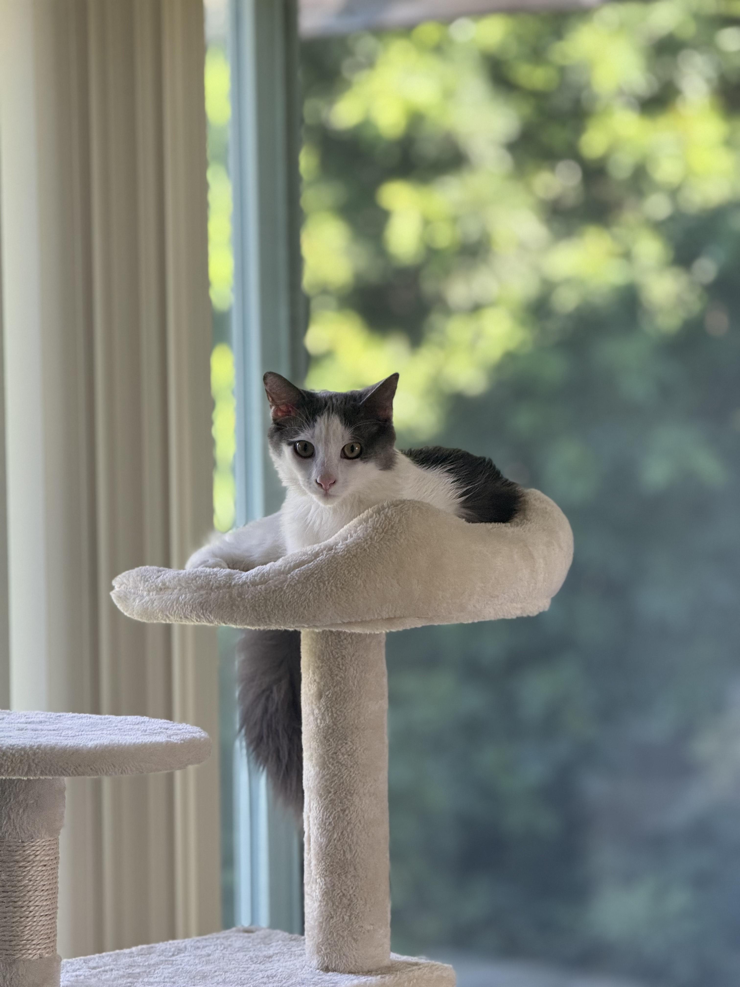 Enlarge Morty, a Adoptable mixed breed in Arcadia, CA image 2/5