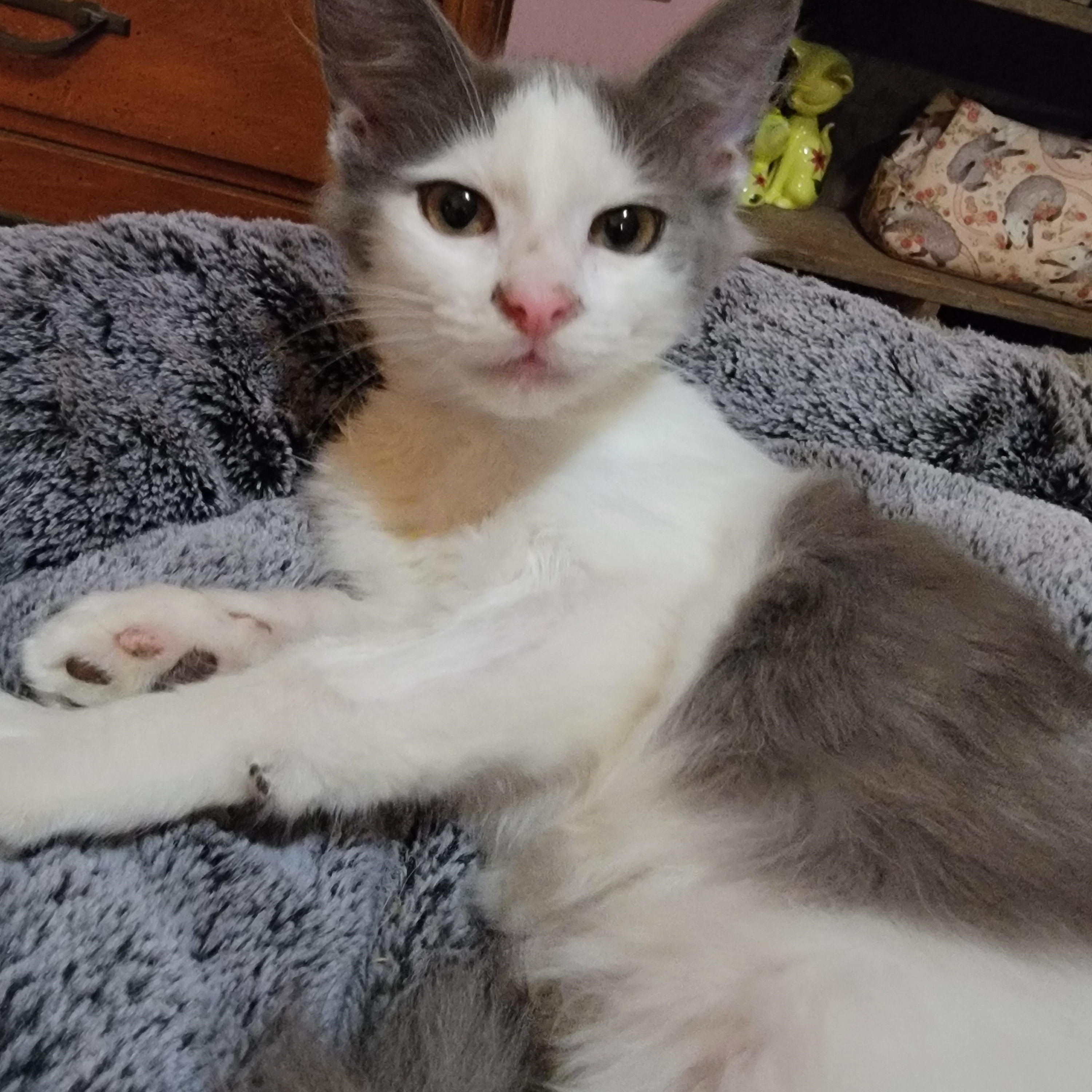 Enlarge Morty, a Adoptable mixed breed in Arcadia, CA image 2/2