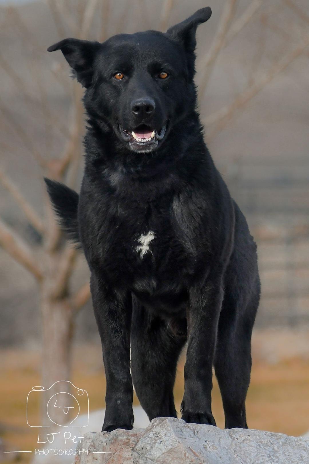 Benz, a Adoptable mixed breed in Carlin, NV image 1/3
