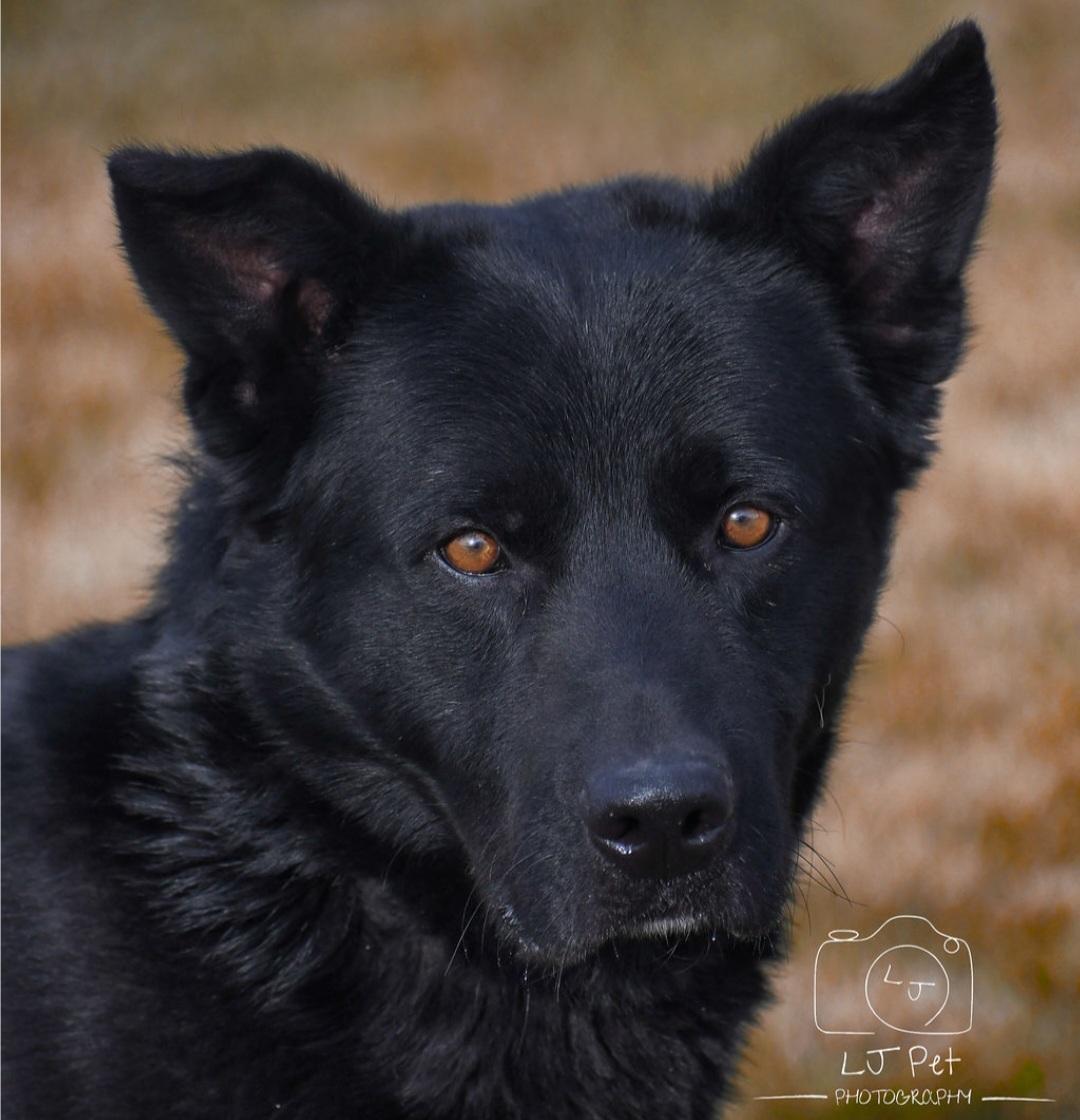 Benz, a Adoptable mixed breed in Carlin, NV image 2/3