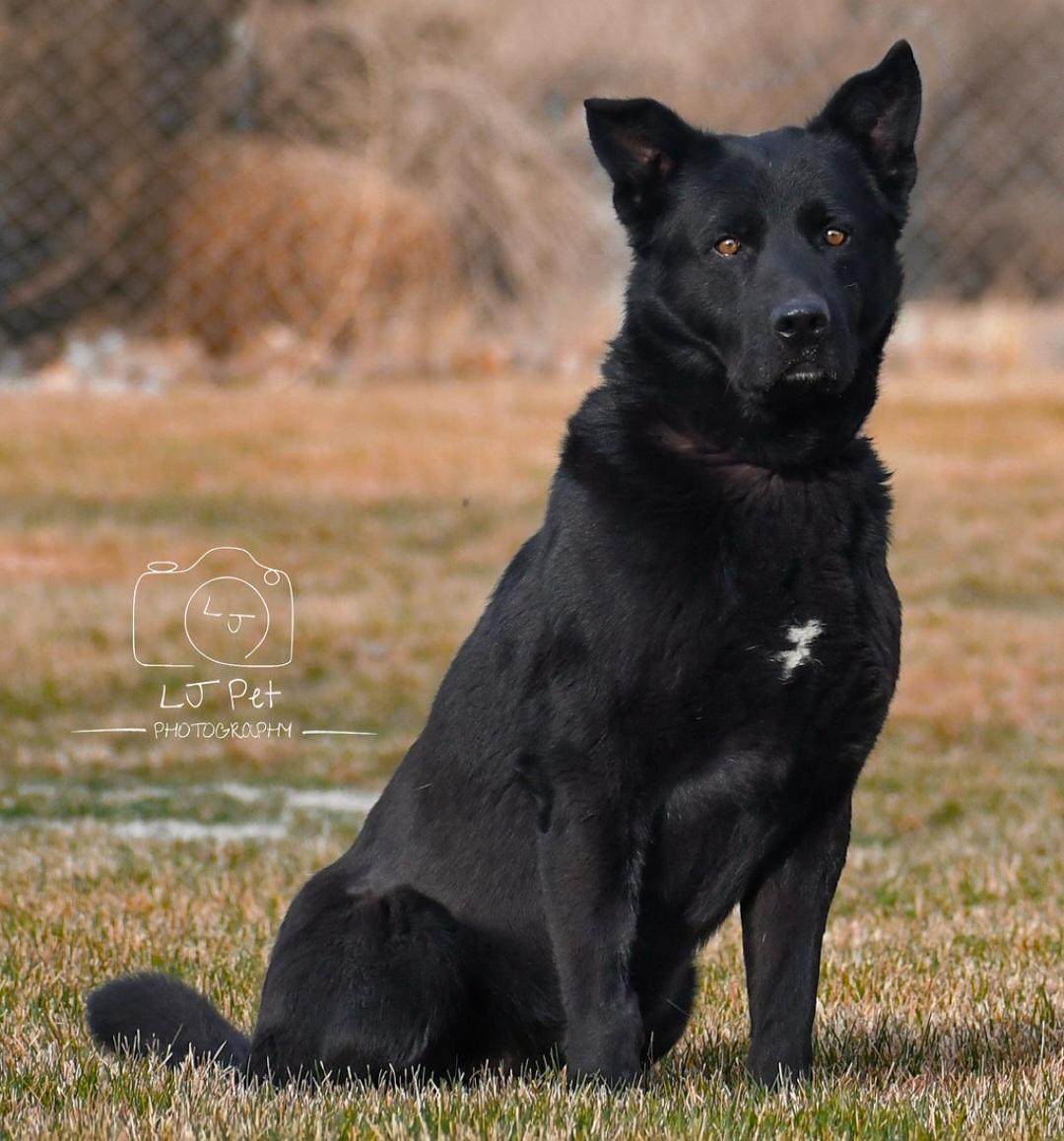 Benz, a Adoptable mixed breed in Carlin, NV image 3/3