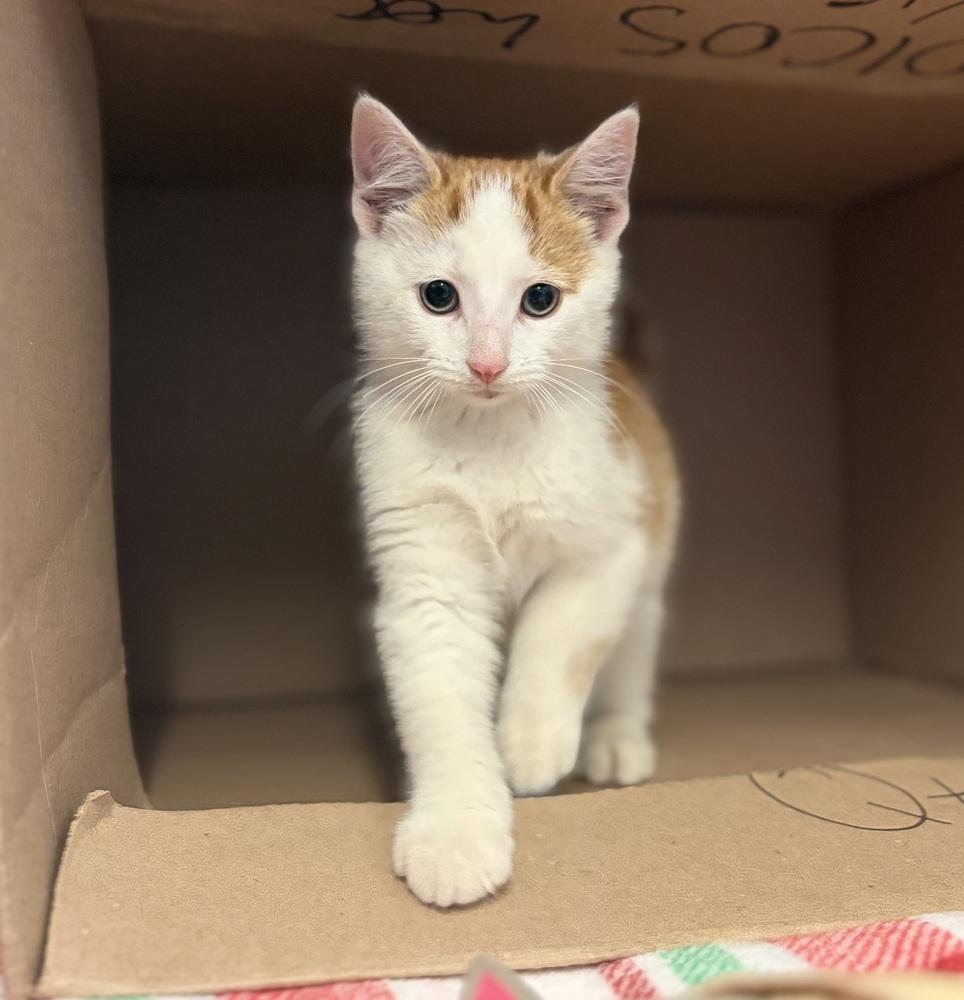 Wig, a Adoptable mixed breed in Columbus, OH image 3/3