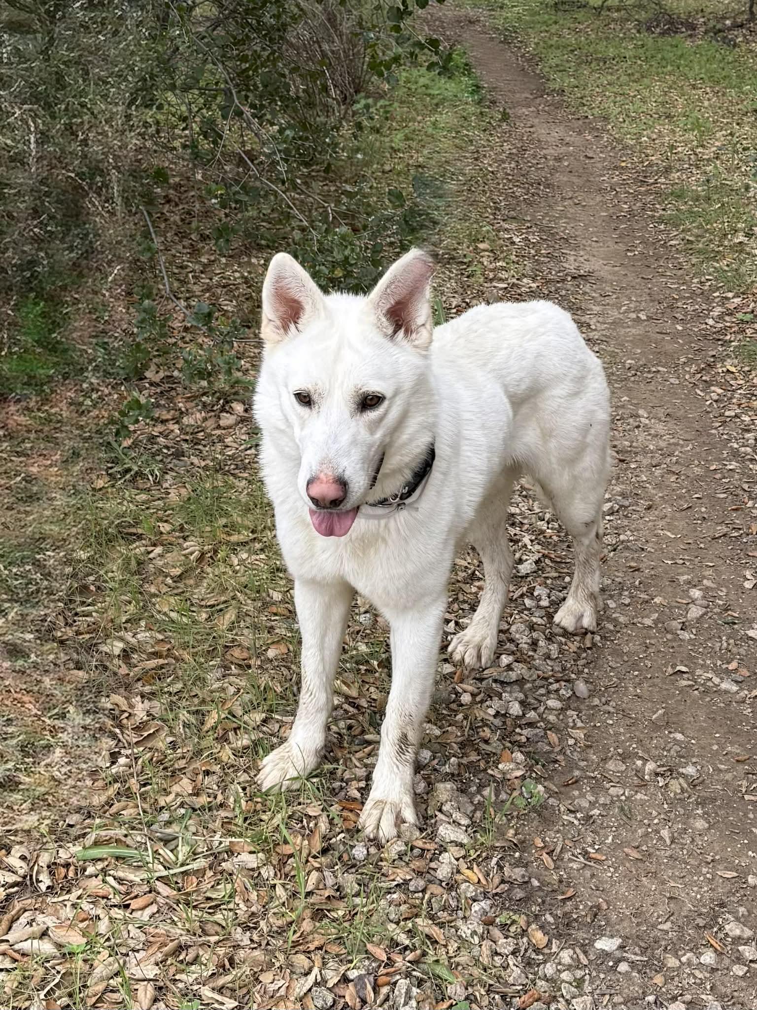 Enlarge Bear (aka Shawn), a Adoptable German Shepherd Dog in Agua Dulce, CA image 1/6