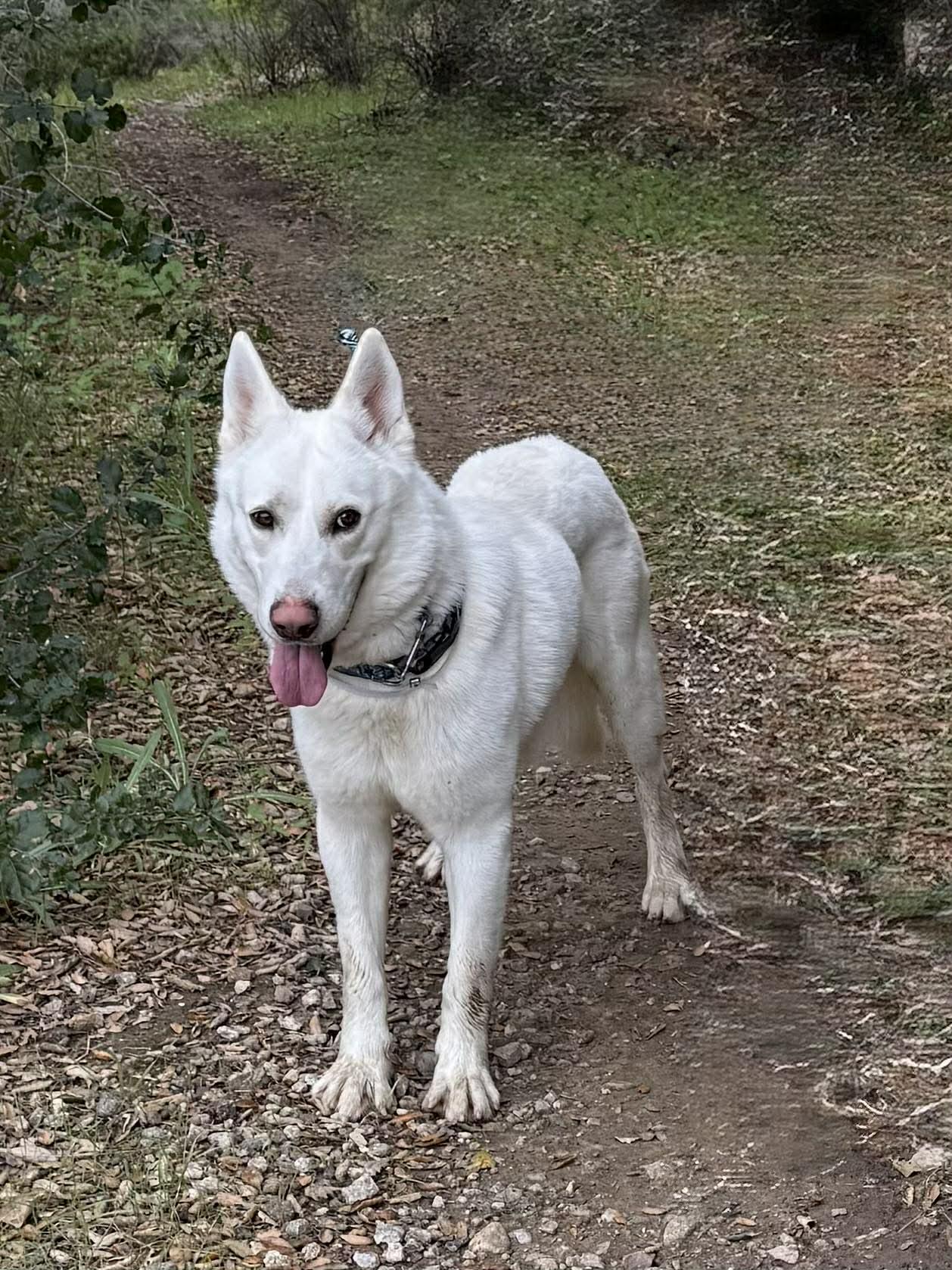Enlarge Bear (aka Shawn), a Adoptable German Shepherd Dog in Agua Dulce, CA image 2/6