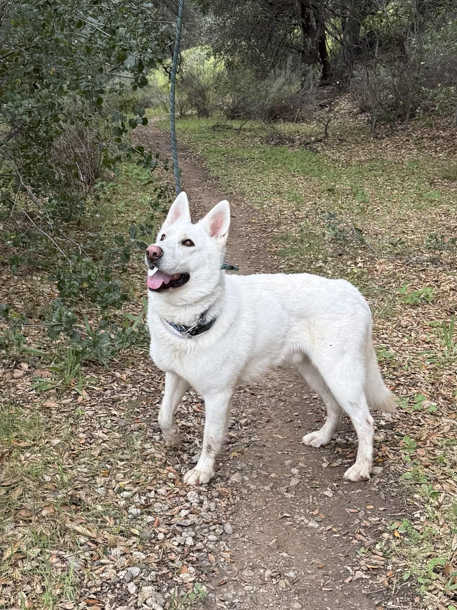 Enlarge Bear (aka Shawn), a Adoptable German Shepherd Dog in Agua Dulce, CA image 3/6