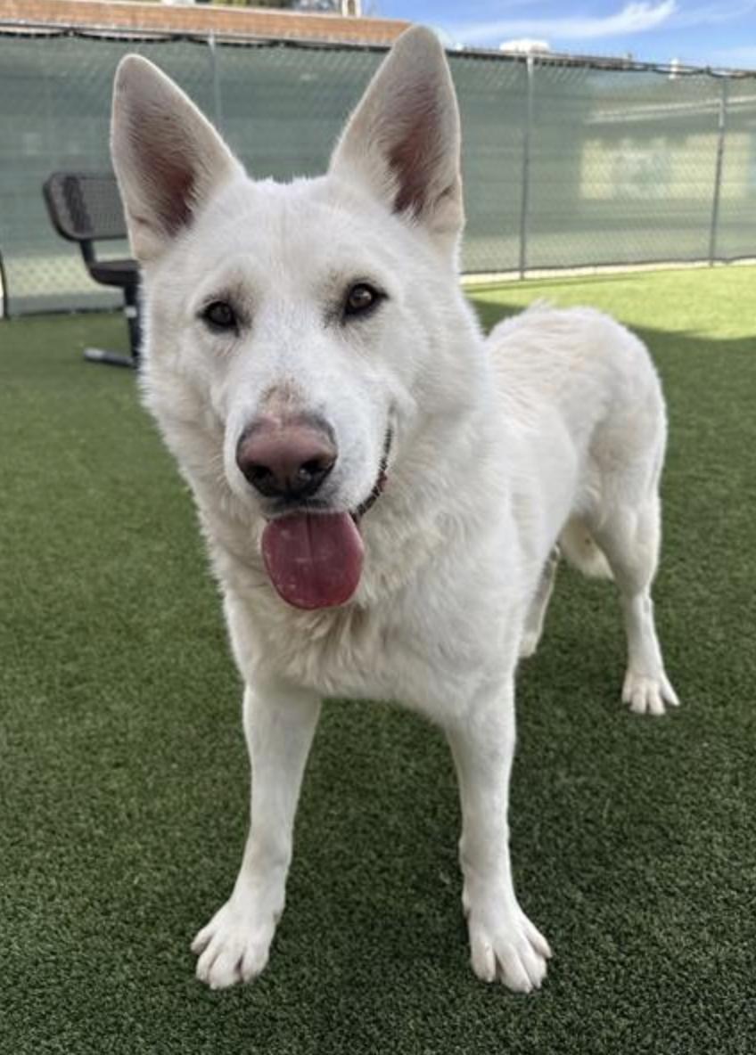 Enlarge Bear (aka Shawn), a Adoptable German Shepherd Dog in Agua Dulce, CA image 4/6