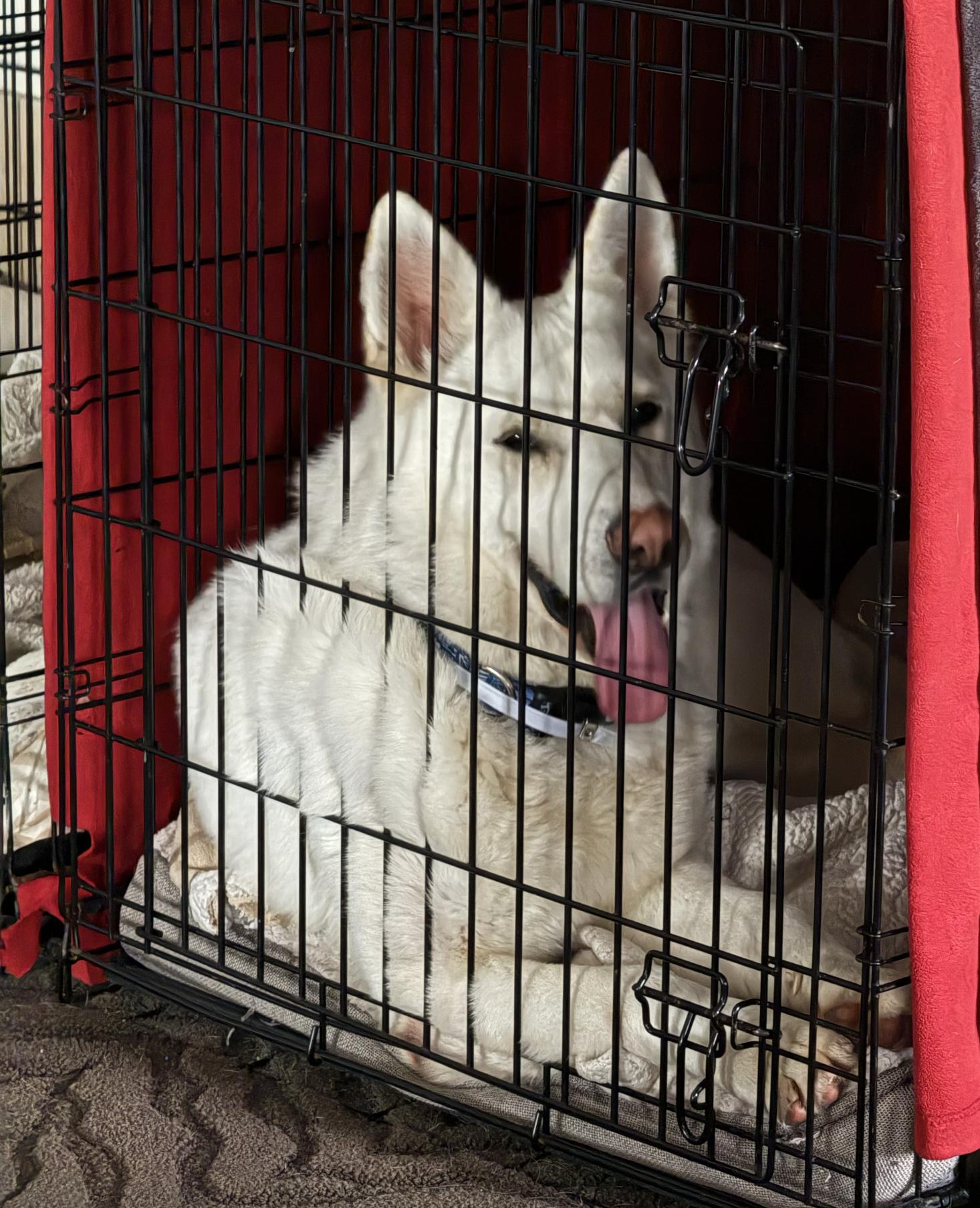 Enlarge Bear (aka Shawn), a Adoptable German Shepherd Dog in Agua Dulce, CA image 5/6