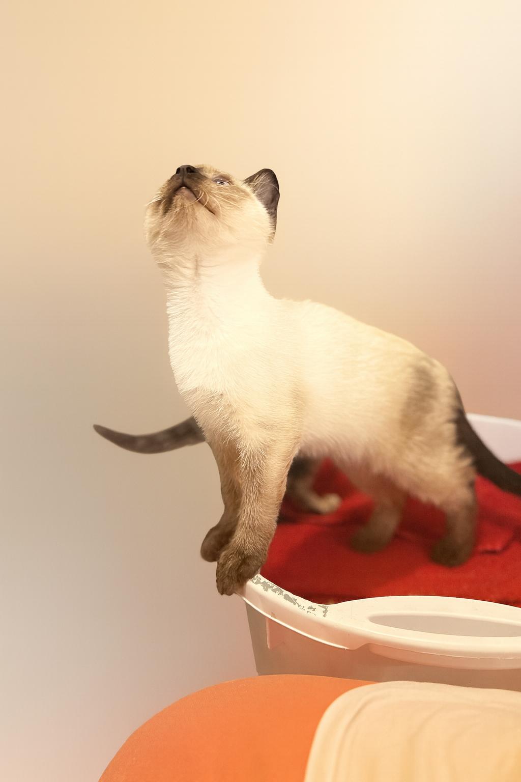 Bailey, Adopted, Kitten Female Domestic Short Hair & Siamese.