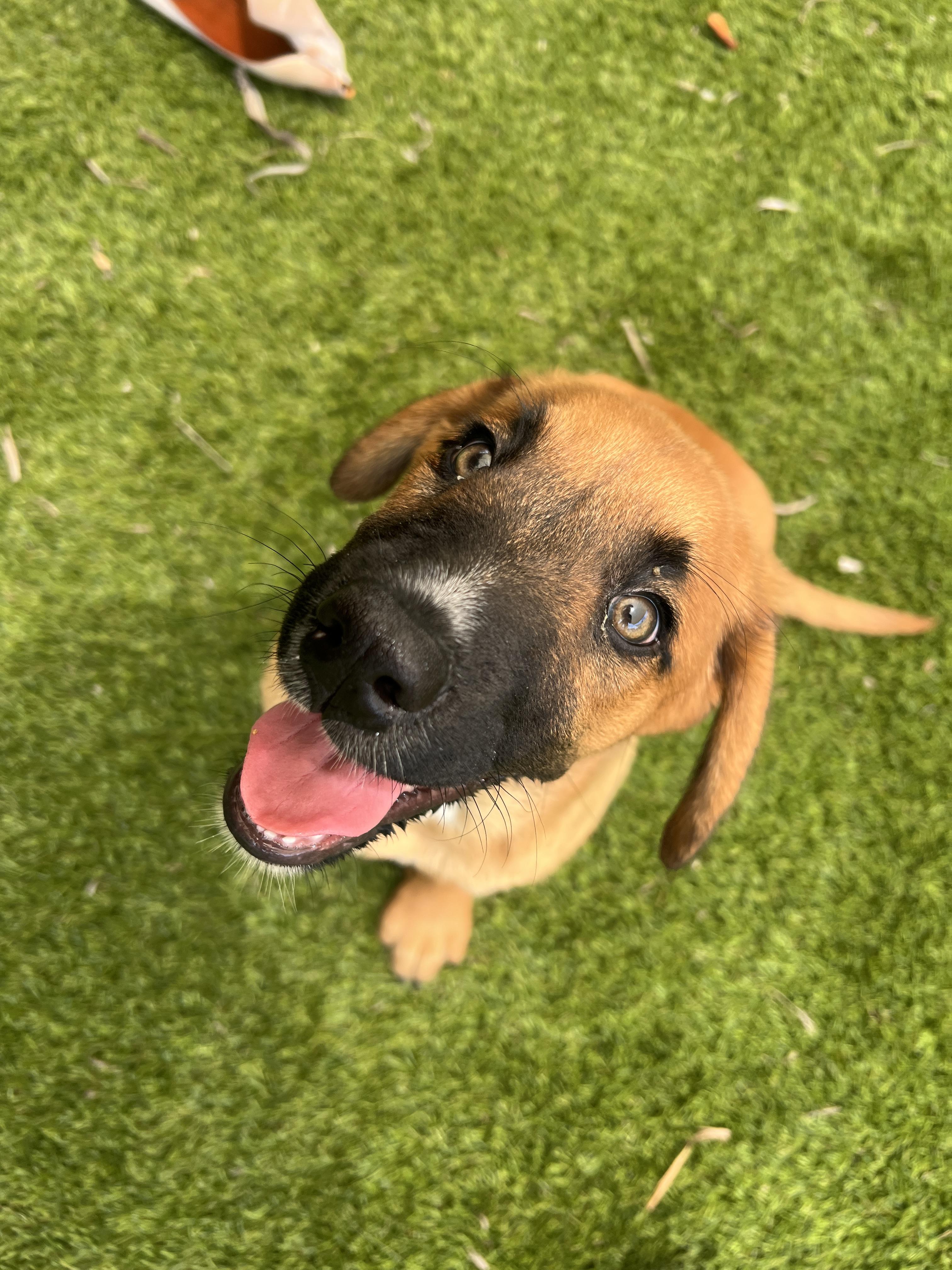 Salem, ADOPTABLE, Puppy Female Bloodhound.