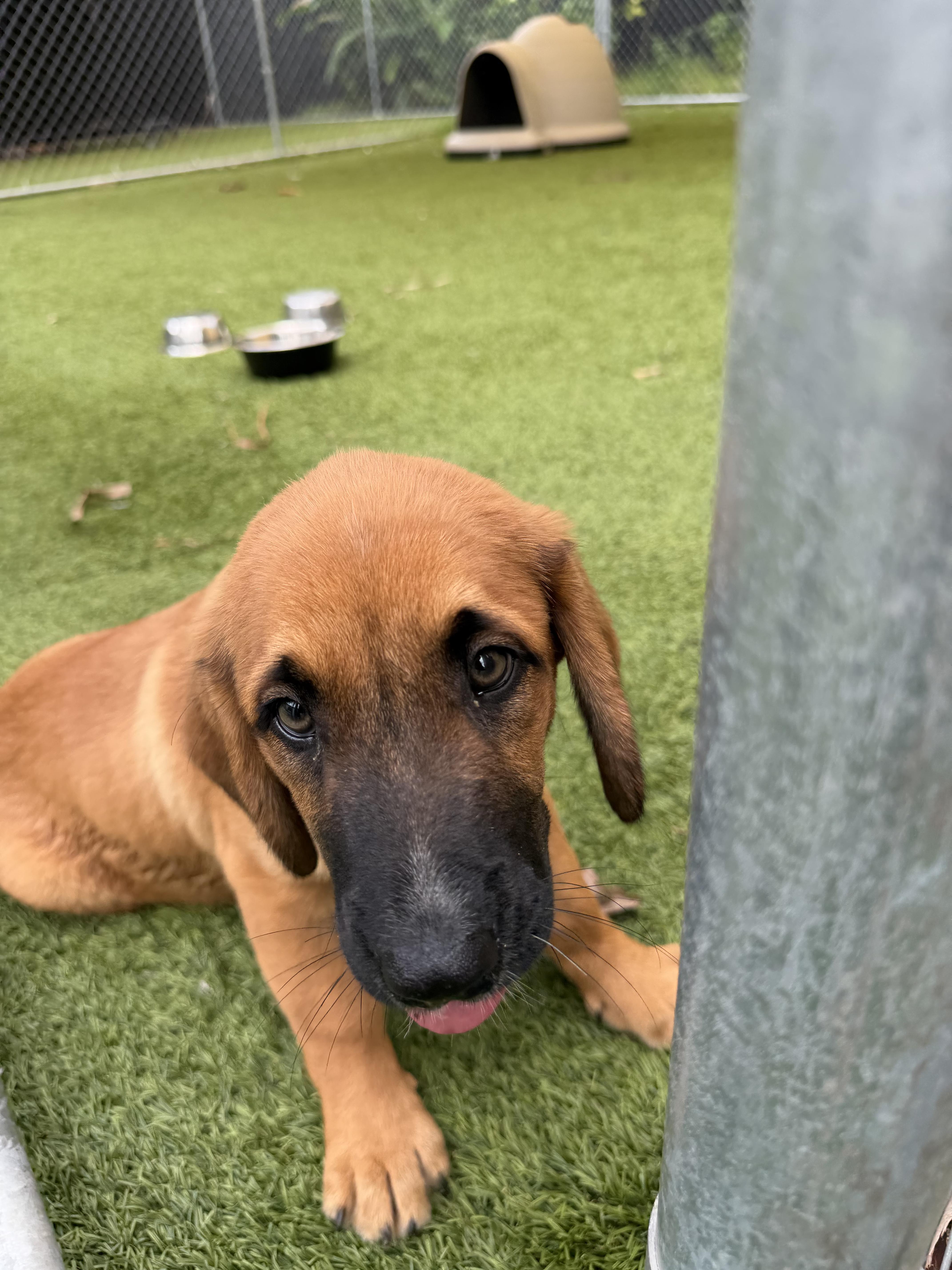 Enlarge Salem, a ADOPTABLE mixed breed in North Miami, FL image 5/6