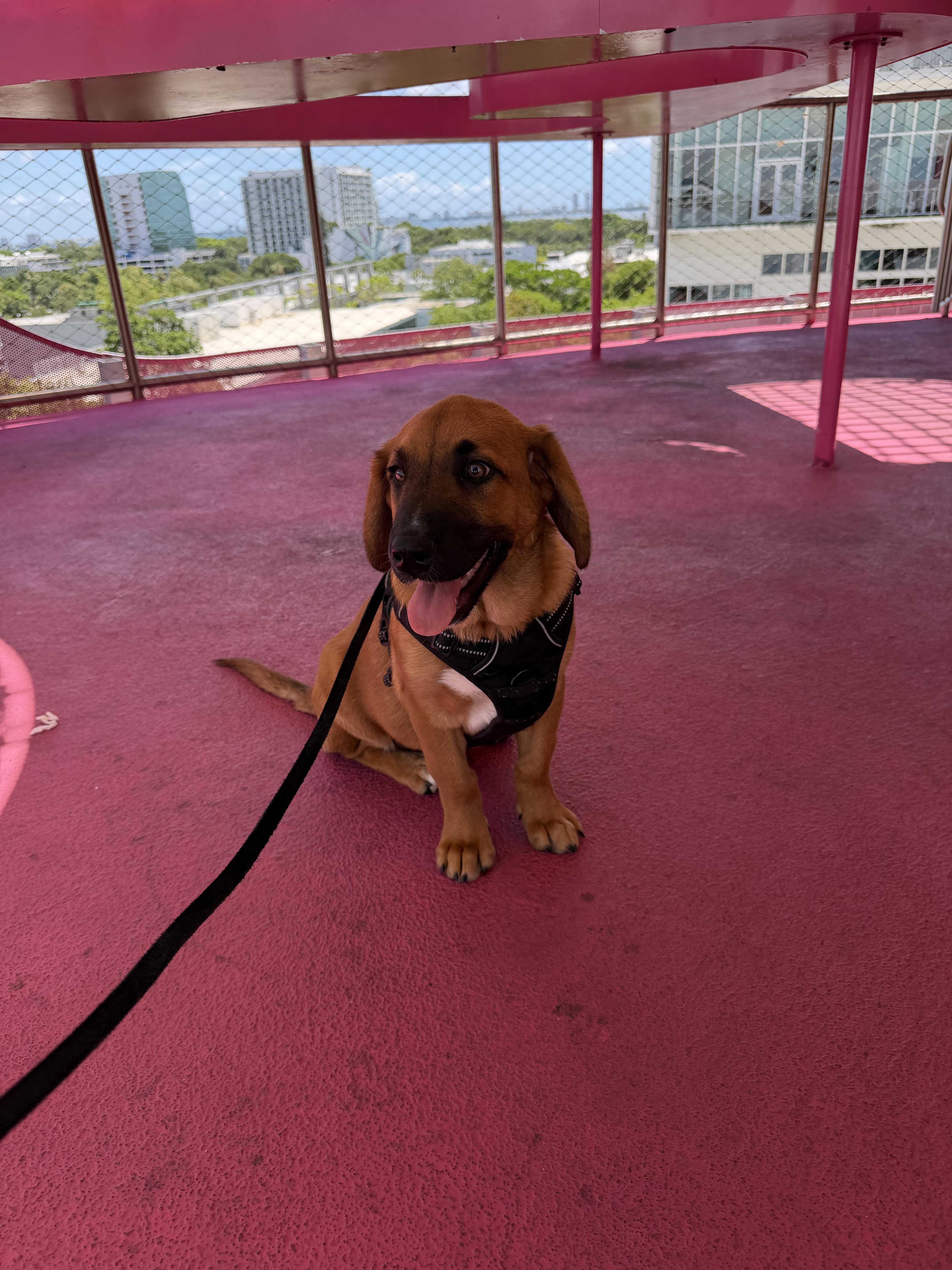 Enlarge Salem, a ADOPTABLE mixed breed in North Miami, FL image 3/6
