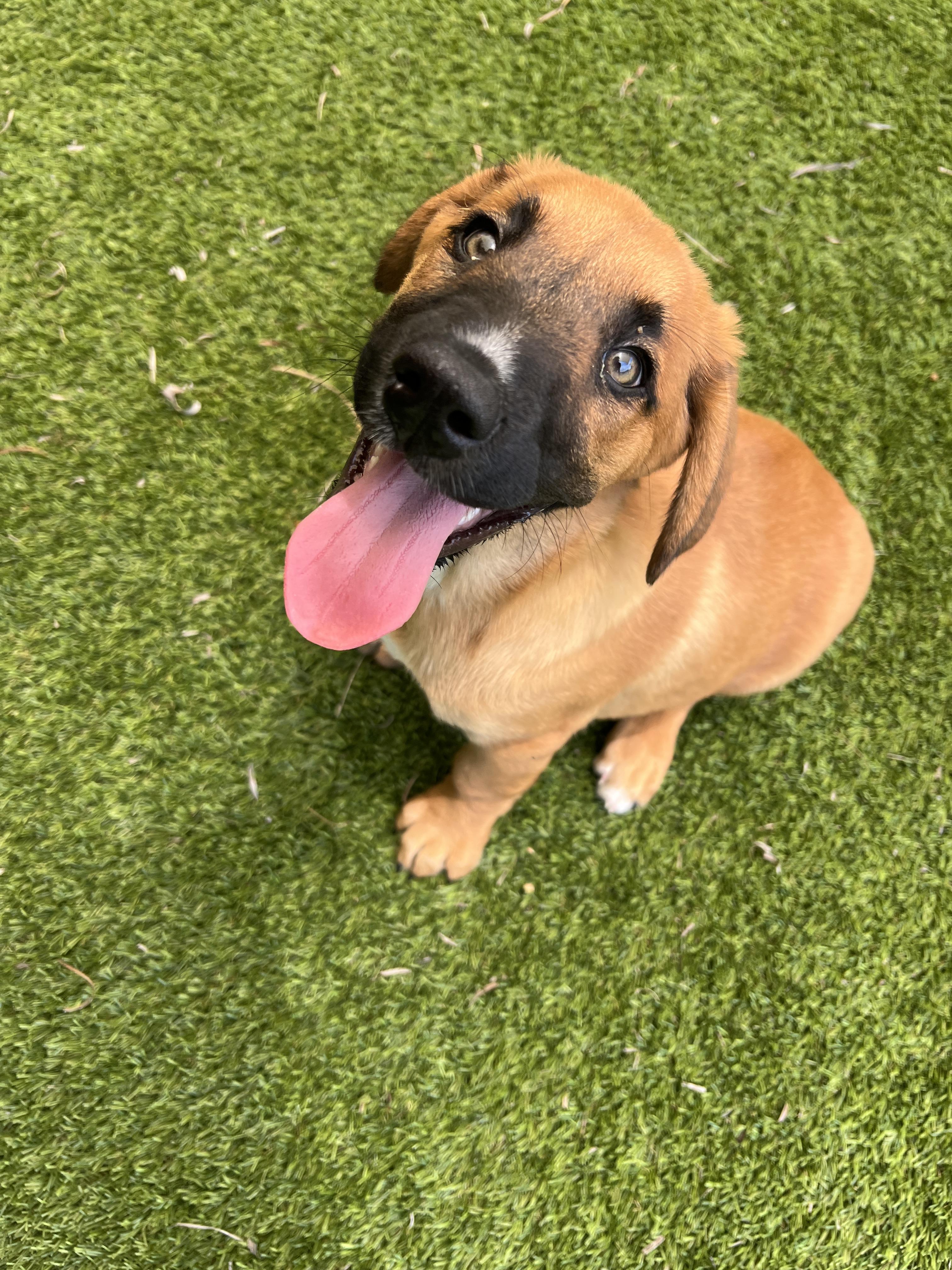 Enlarge Salem, a ADOPTABLE mixed breed in North Miami, FL image 2/6