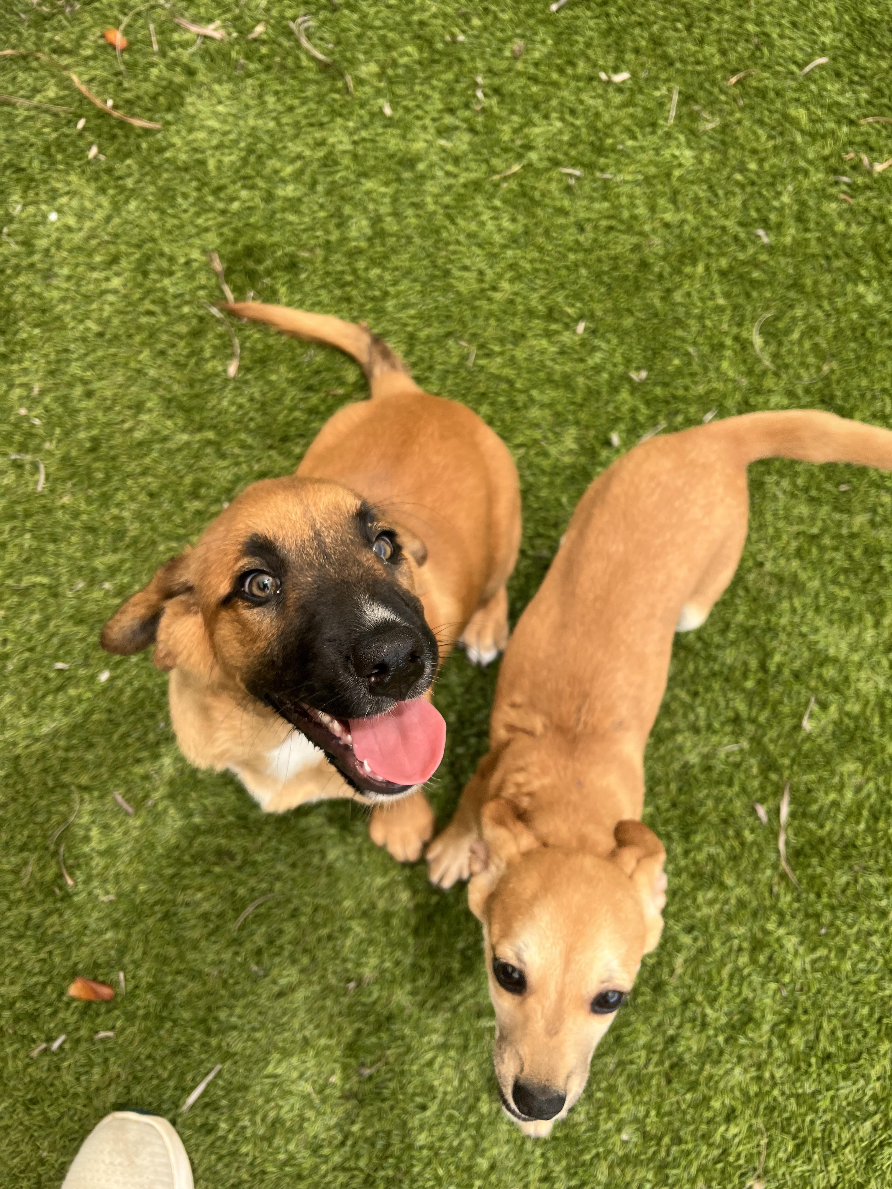 Enlarge Salem, a ADOPTABLE mixed breed in North Miami, FL image 6/6