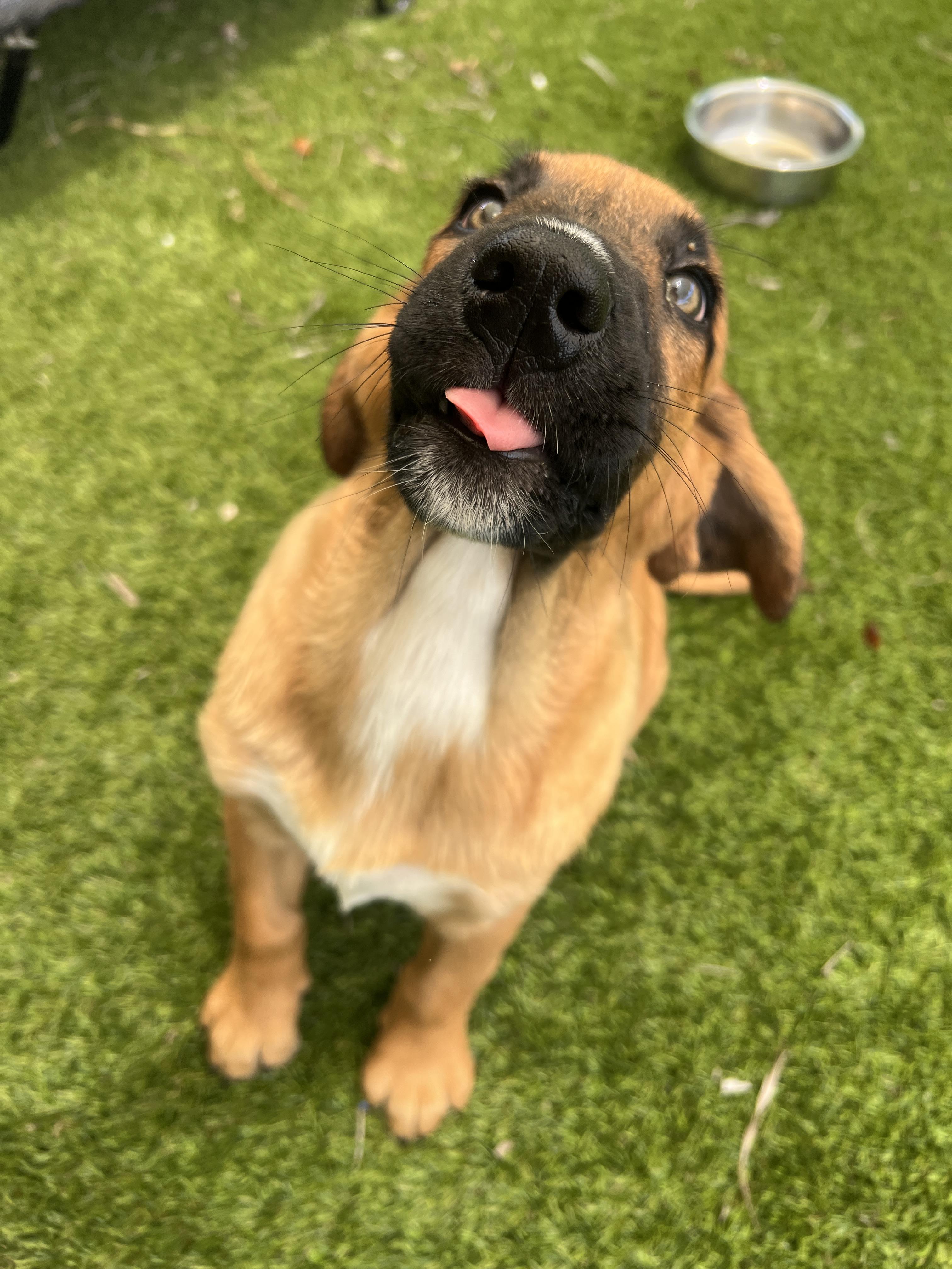 Enlarge Salem, a ADOPTABLE mixed breed in North Miami, FL image 4/6
