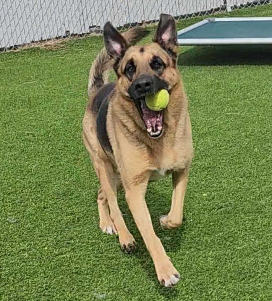 Enlarge Willow, a Adoptable German Shepherd Dog in Frankfort, KY image 6/6
