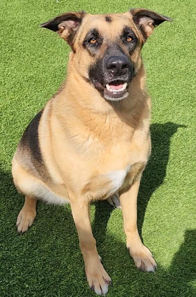 Willow, Adoptable, Adult Female German Shepherd Dog.
