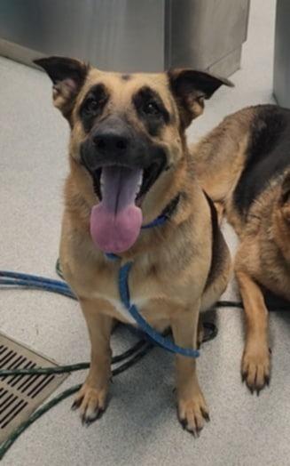 Willow, a Adoptable German Shepherd Dog in Frankfort, KY image 5/6