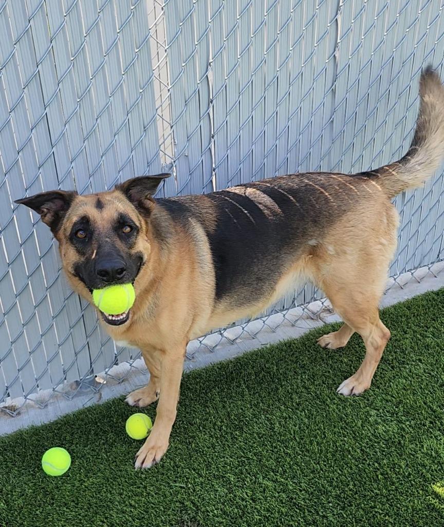Willow, Adoptable, Adult Female German Shepherd Dog.